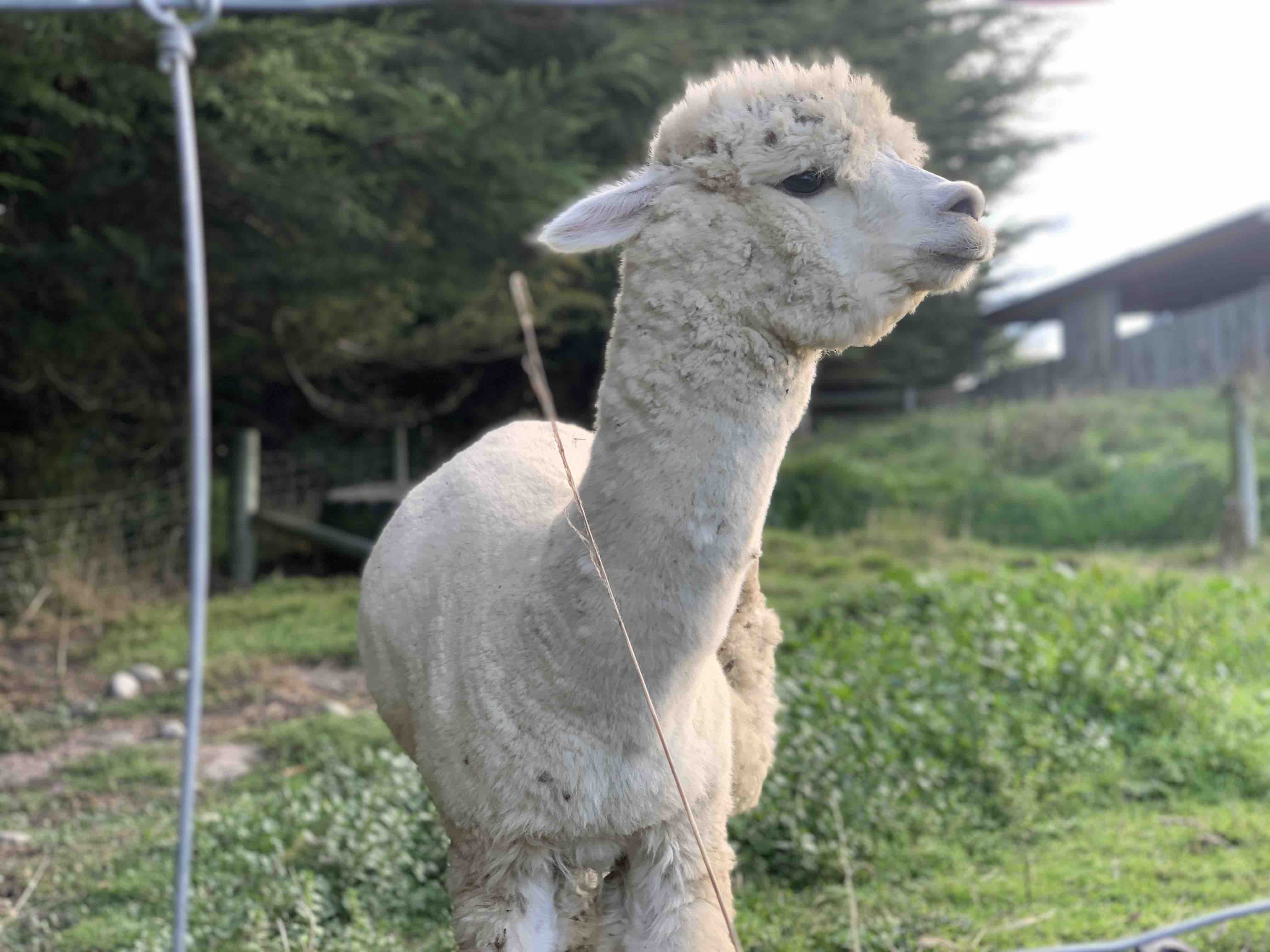Cosy alpaca farm stay with breakfast