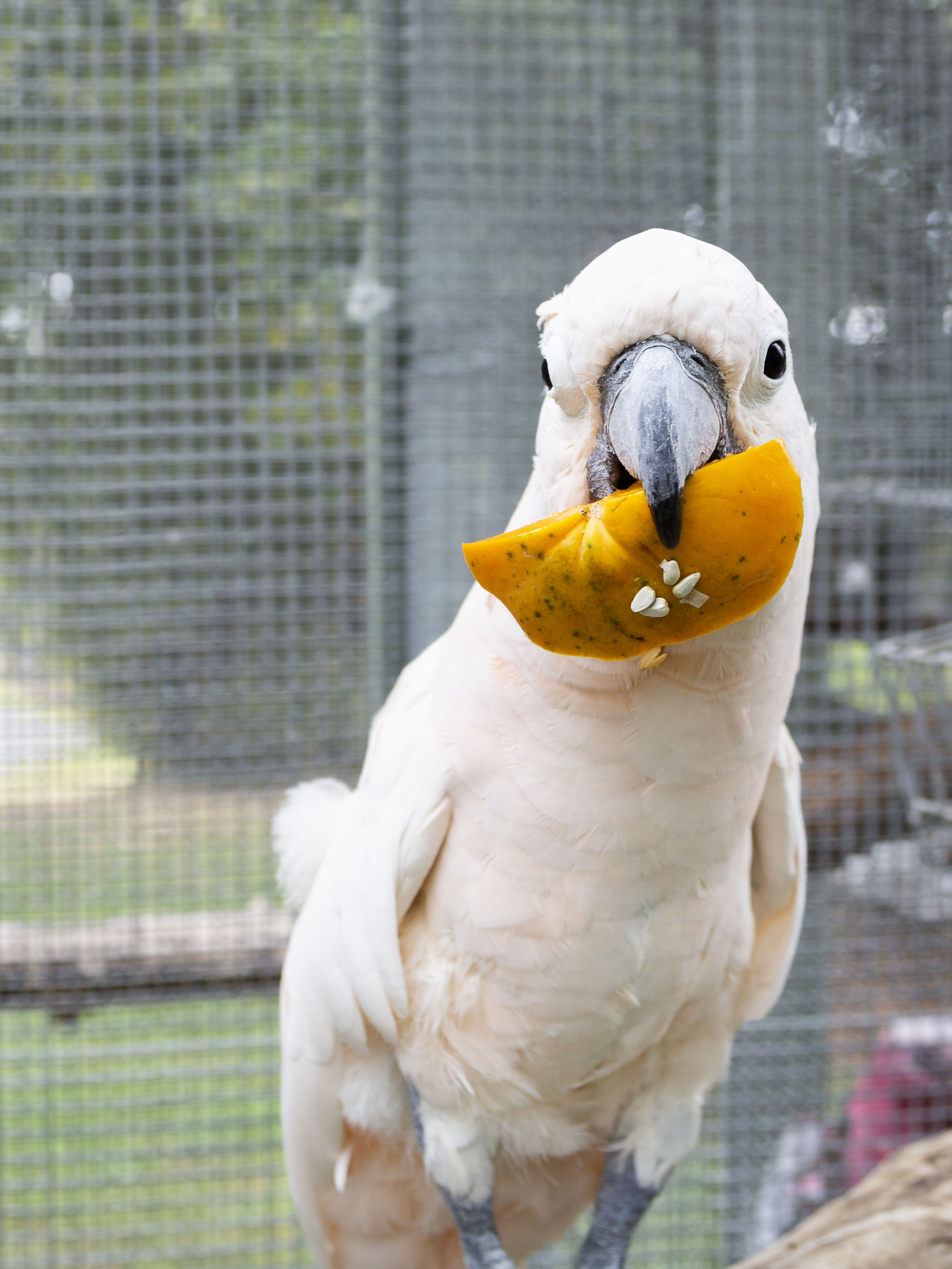 Parrots in Paradise Sanctuary Airbnb