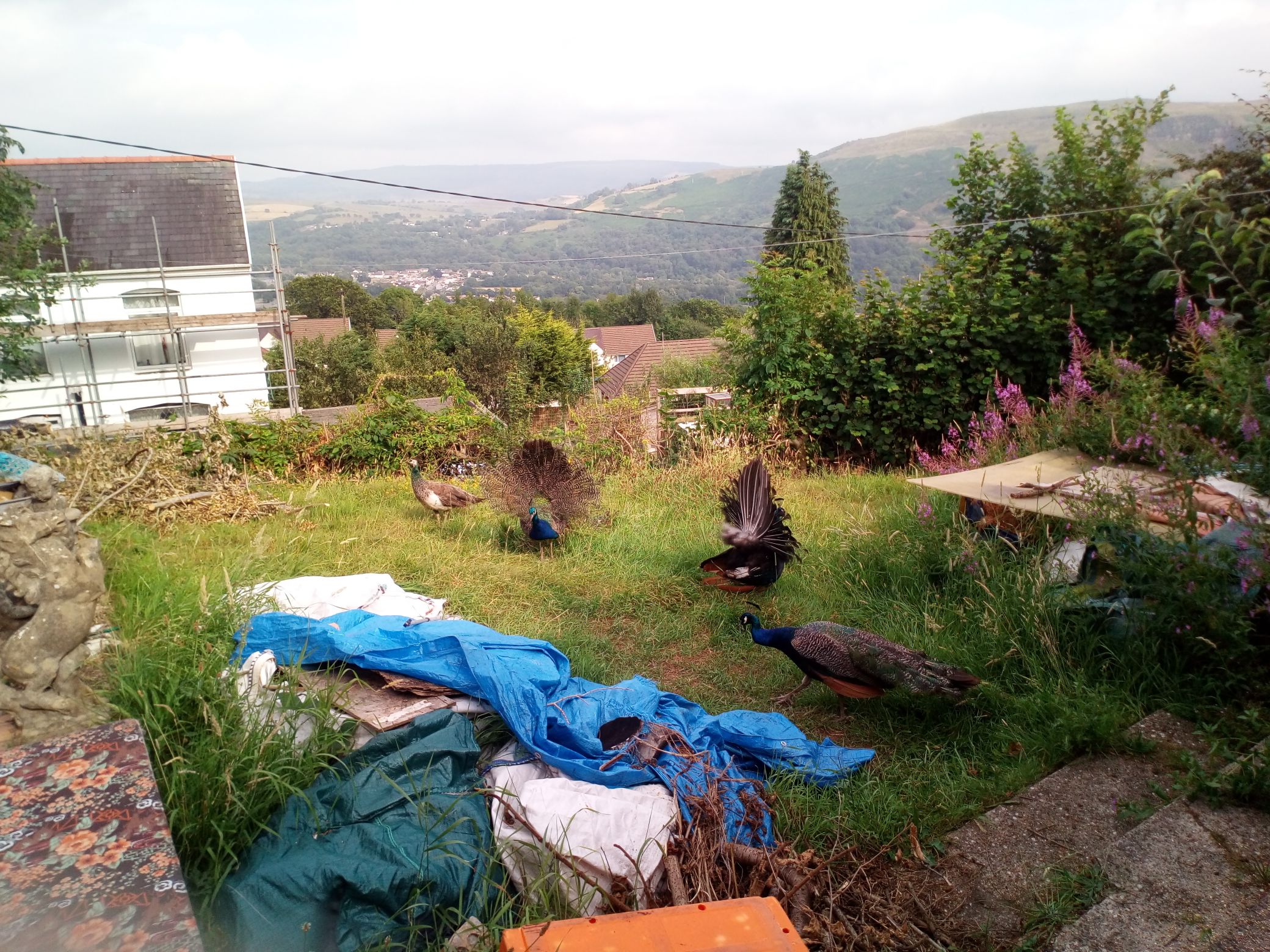 Homely hillside bungalow overlooking Welsh village Bungalows for Rent