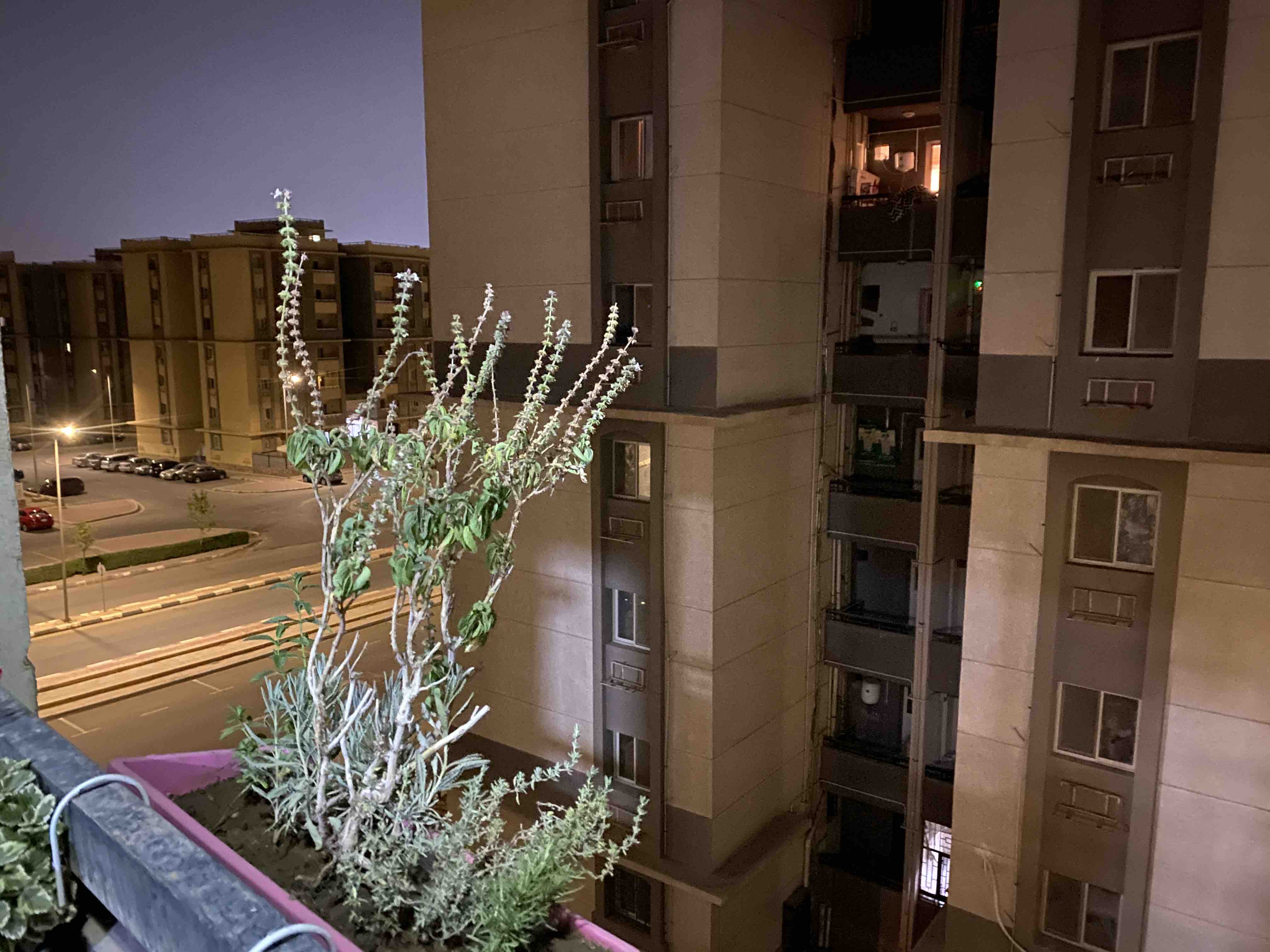 Gardenia city
Nasr