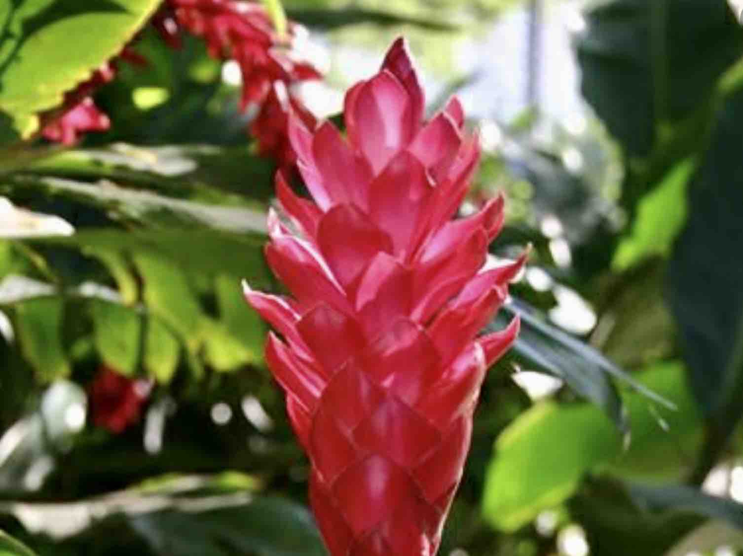 Wild Ginger at Casa Tre Fiori