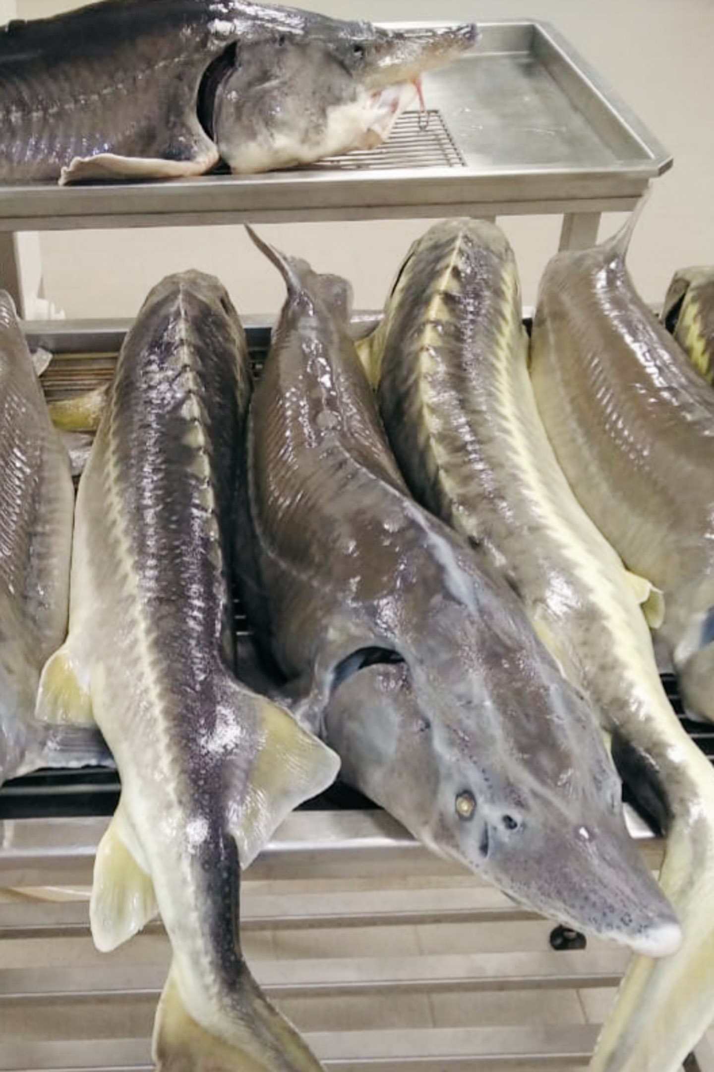 Fishing on a sturgeon farm with lunch Airbnb