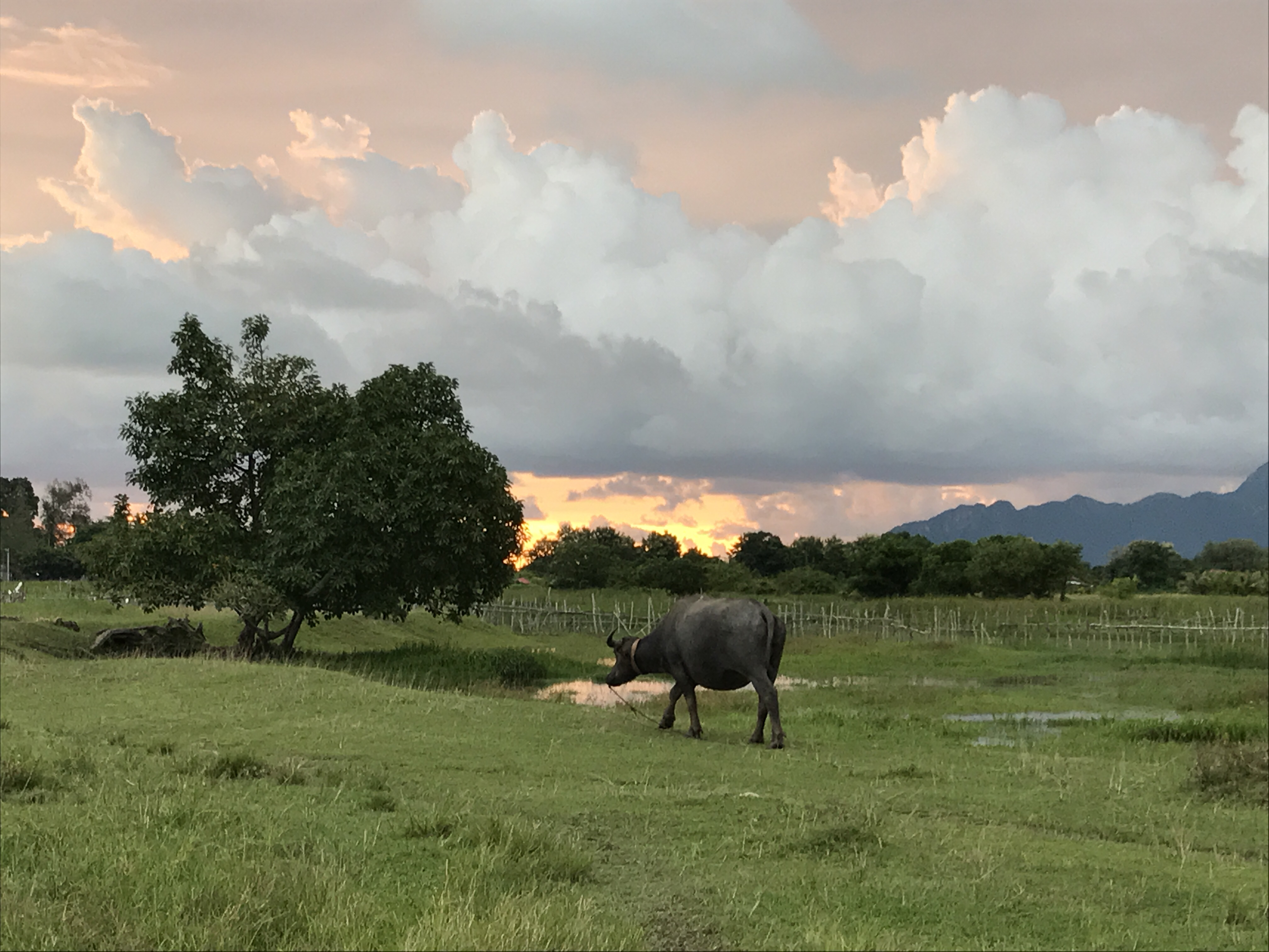 Sawah Padi Villa - Rice Paddy Field Views - Villas for Rent in