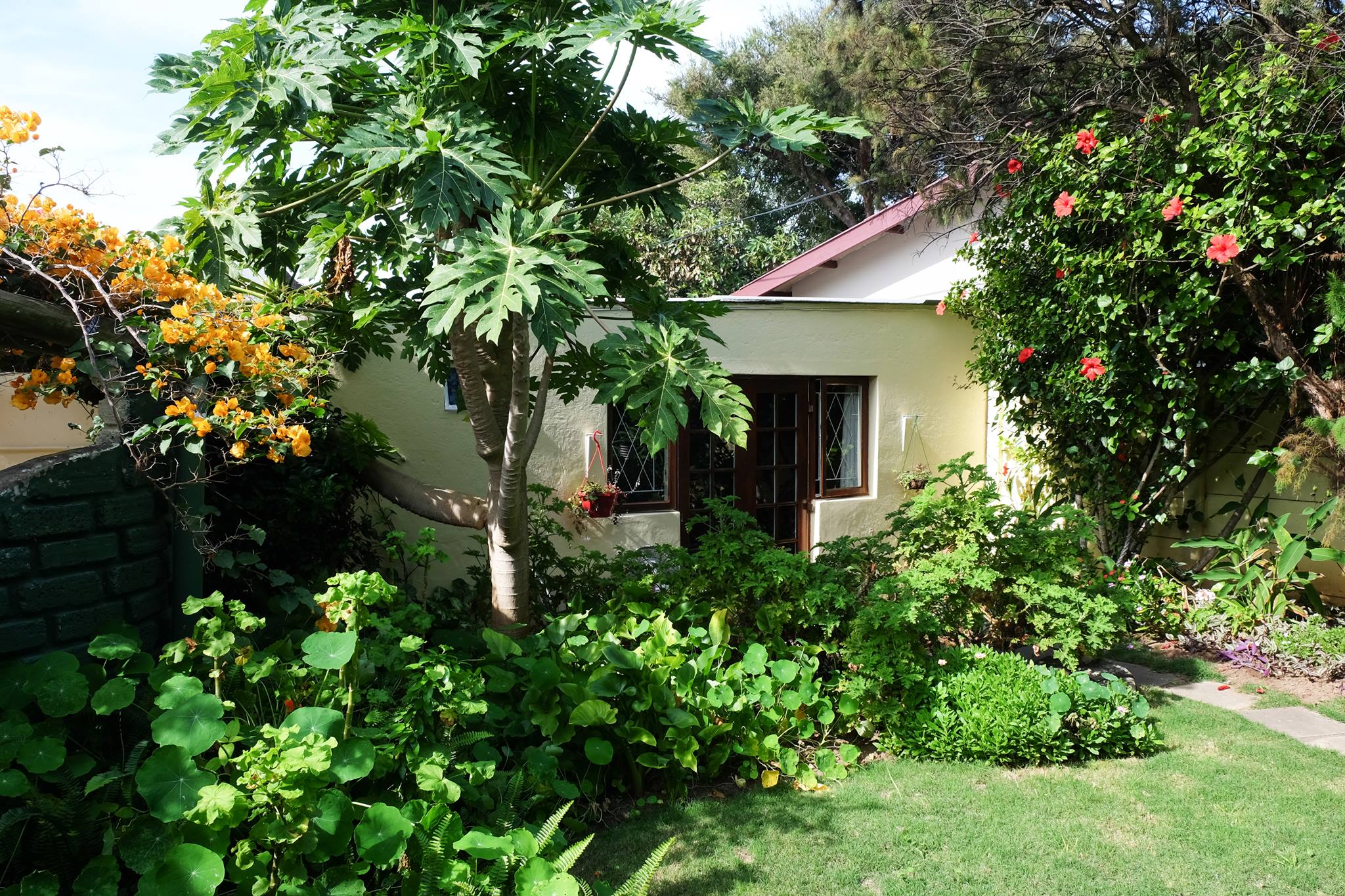 The Best Exotic Frangipani Happy Beach Cottage