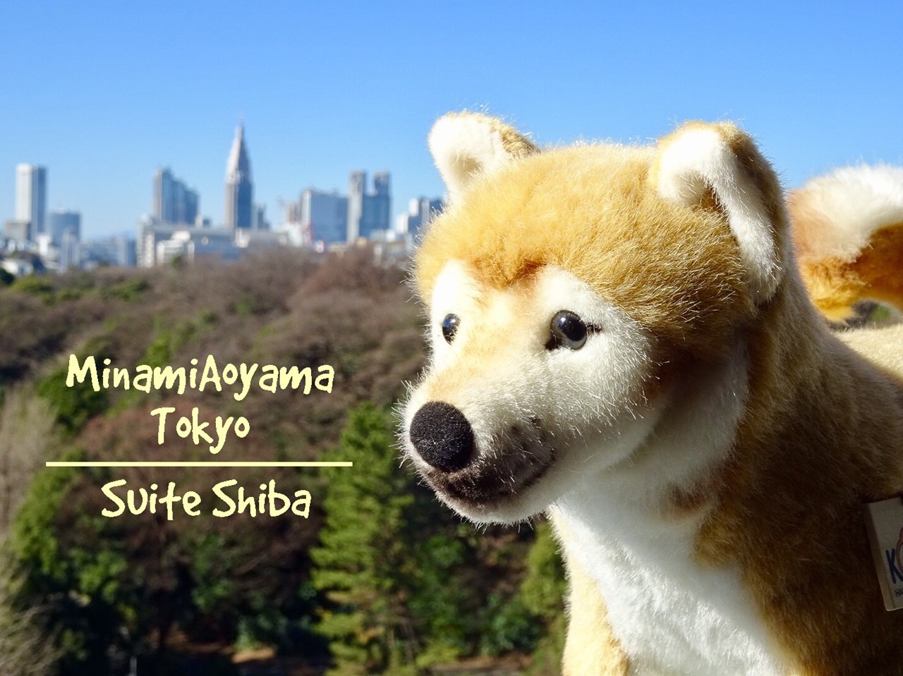shiba inu apartments