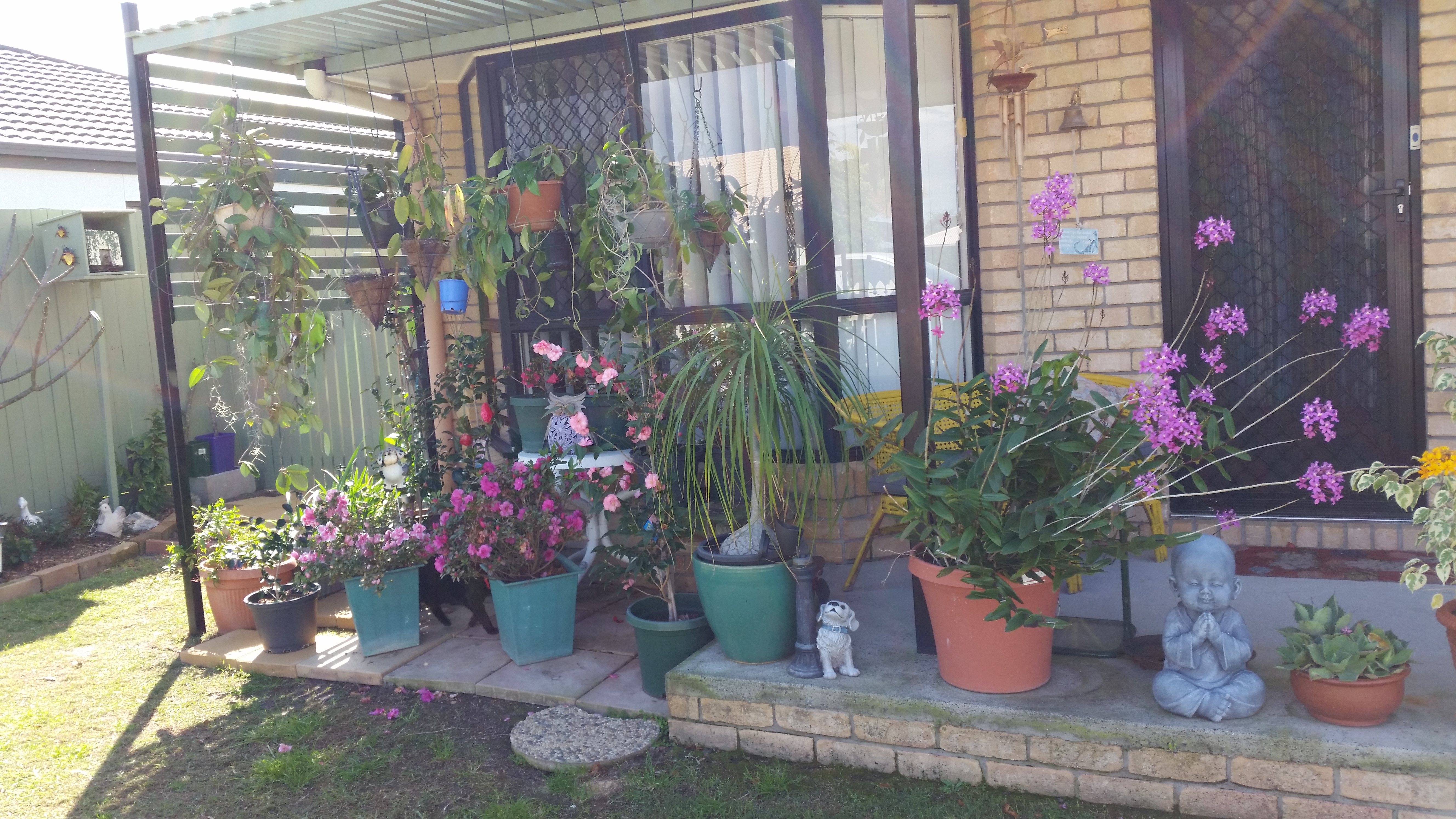 SANDY with lovely MOLLY and BILLY. in Taigum - Fitzgibbon, Brisbane