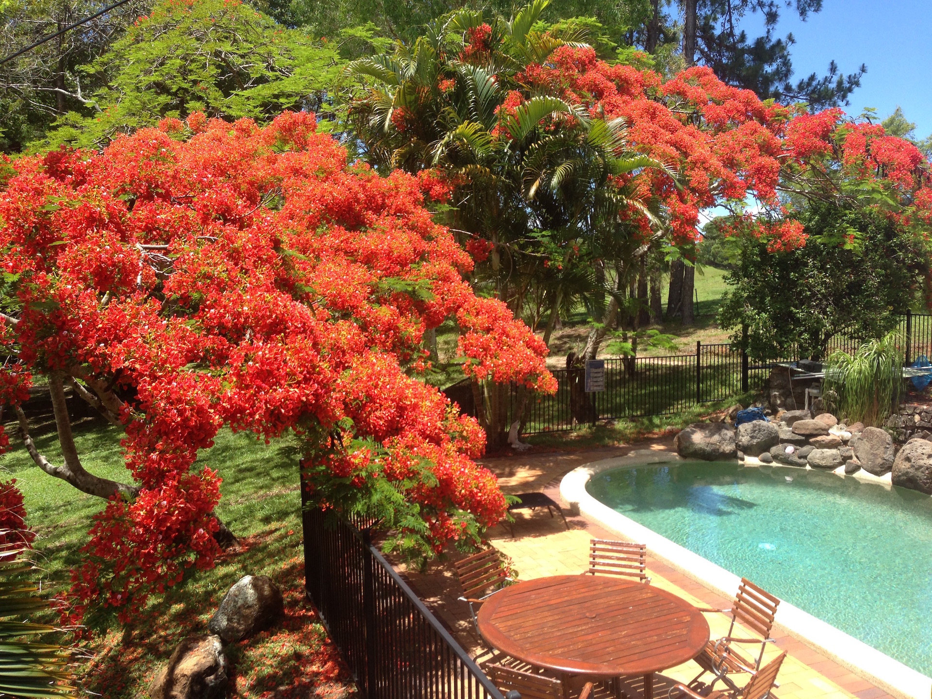 Byron Bay Hinterland House & Pool POCKET PINES in BYRON SHIRE COUNCIL, Northern Rivers