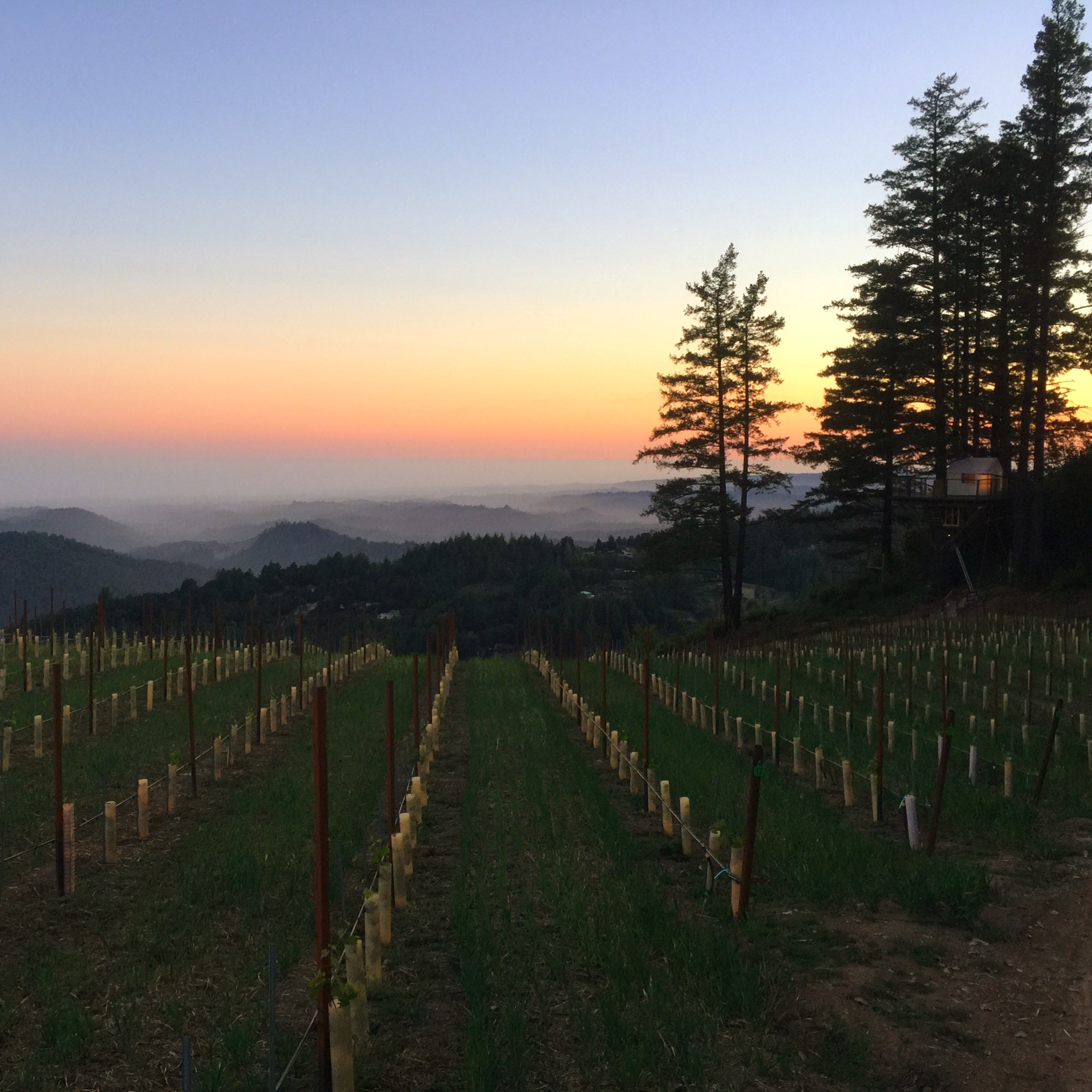 Treehouse in Vineyard Overlooking Monterey Bay Treehouses for Rent in Los Gatos, California