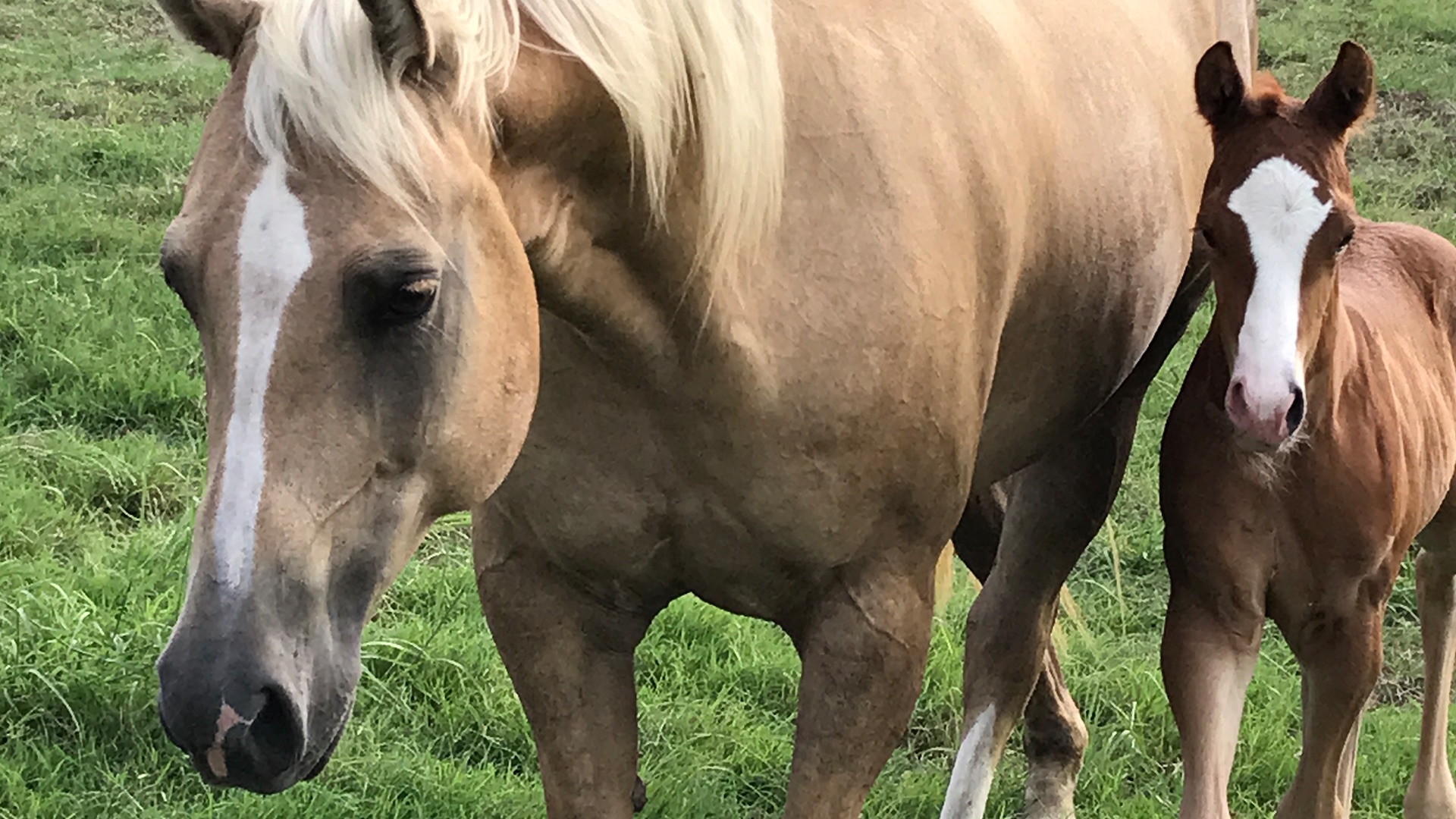 Rockin Star Ranch 150 Acres To Explore And Enjoy Farm Stays For Rent In Brenham Texas United States Rockin Star Ranch 150 Acres To Explore And Enjoy Farm Stays For Rent In Brenham Texas United States