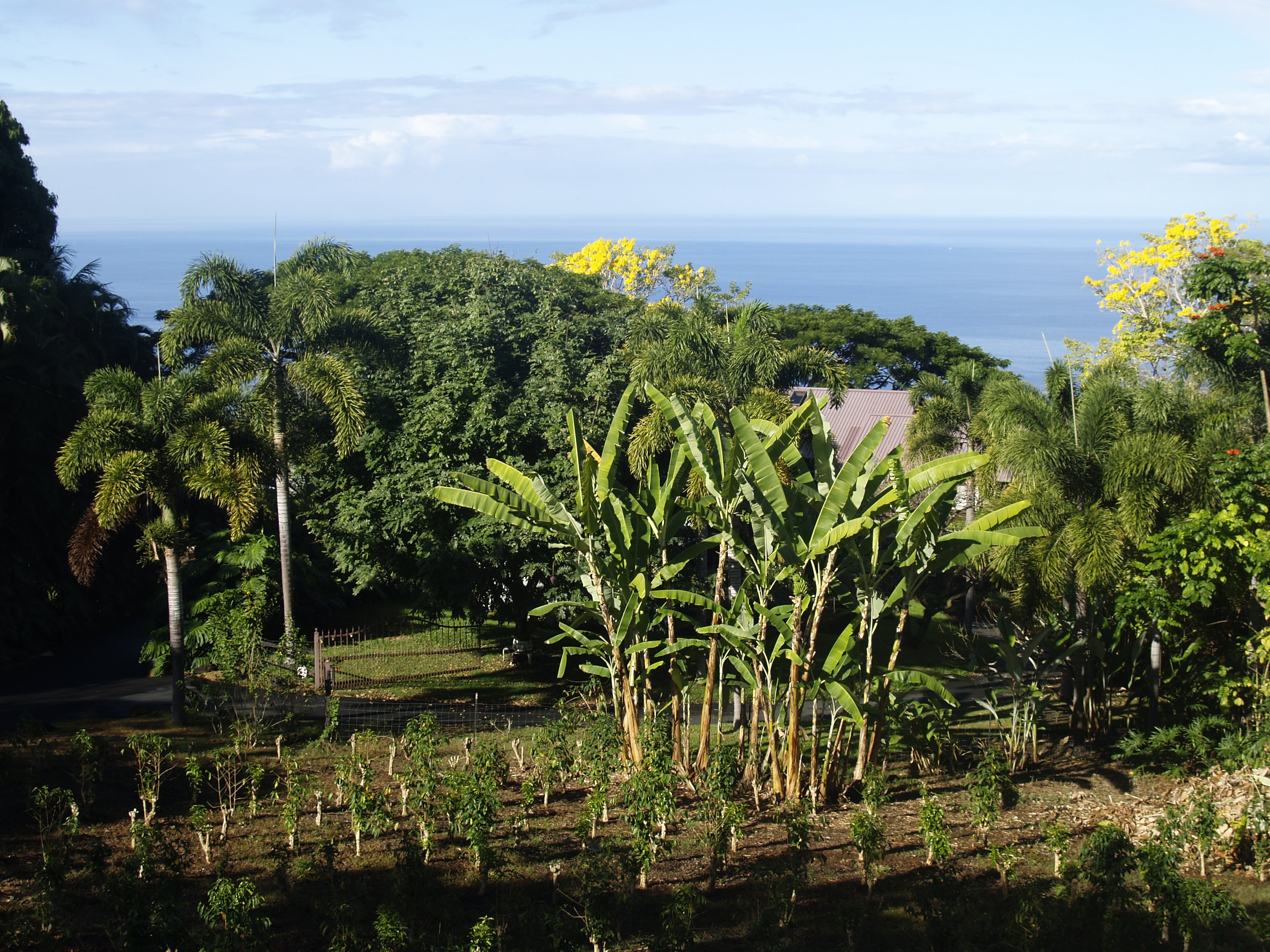 Mini Plantation with a View Houses for Rent in Holualoa, Hawaii