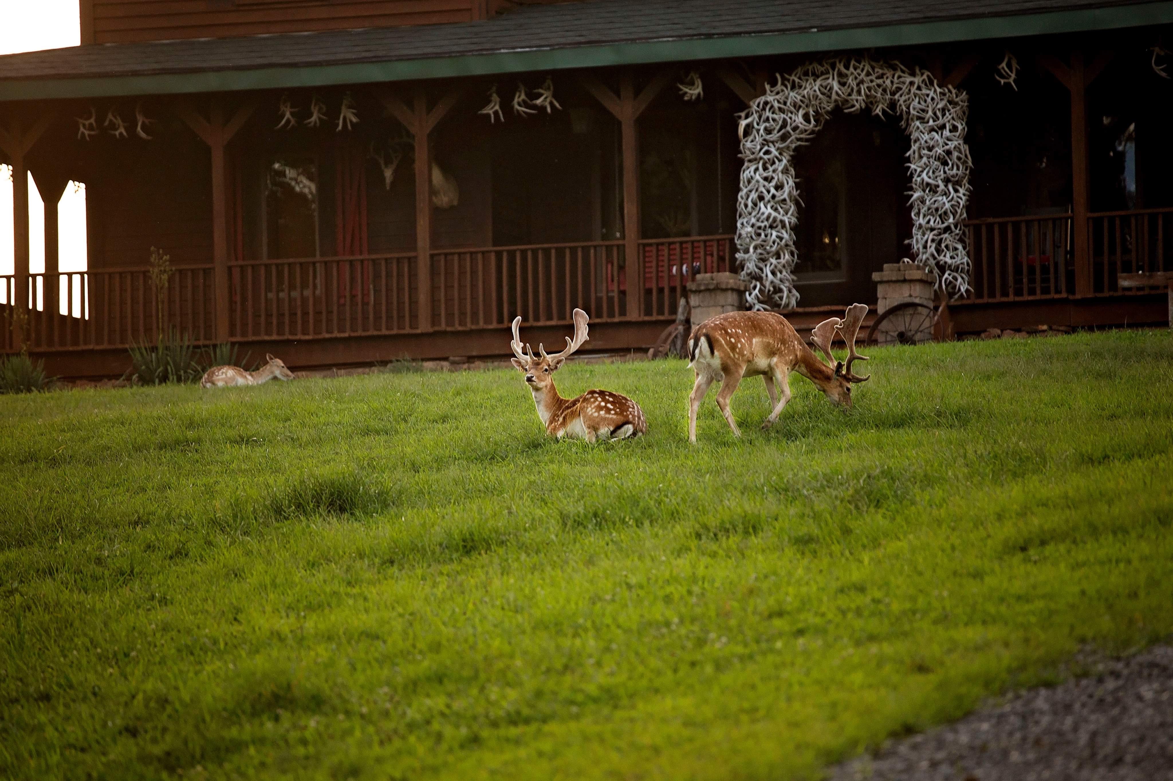 Samson's Whitetail Mountain Rustic Lodge Cabins for Rent in Vienna, Illinois, United States