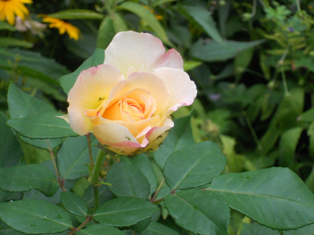 roses et papillons - my home in Vienna