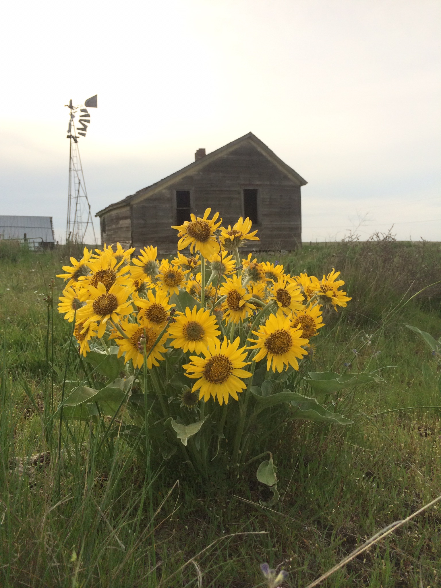 A country farm Campsites for Rent in Davenport, Washington, United States