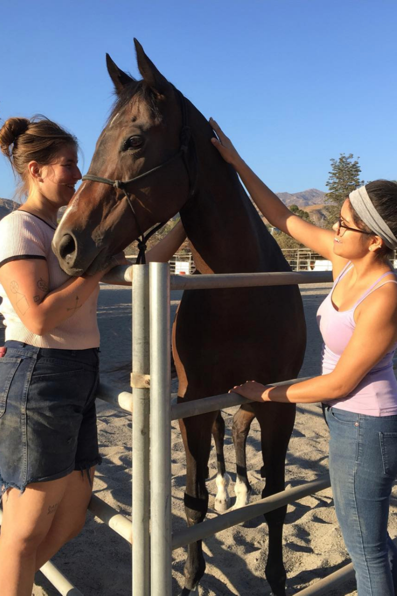 Play with Rescued Horses