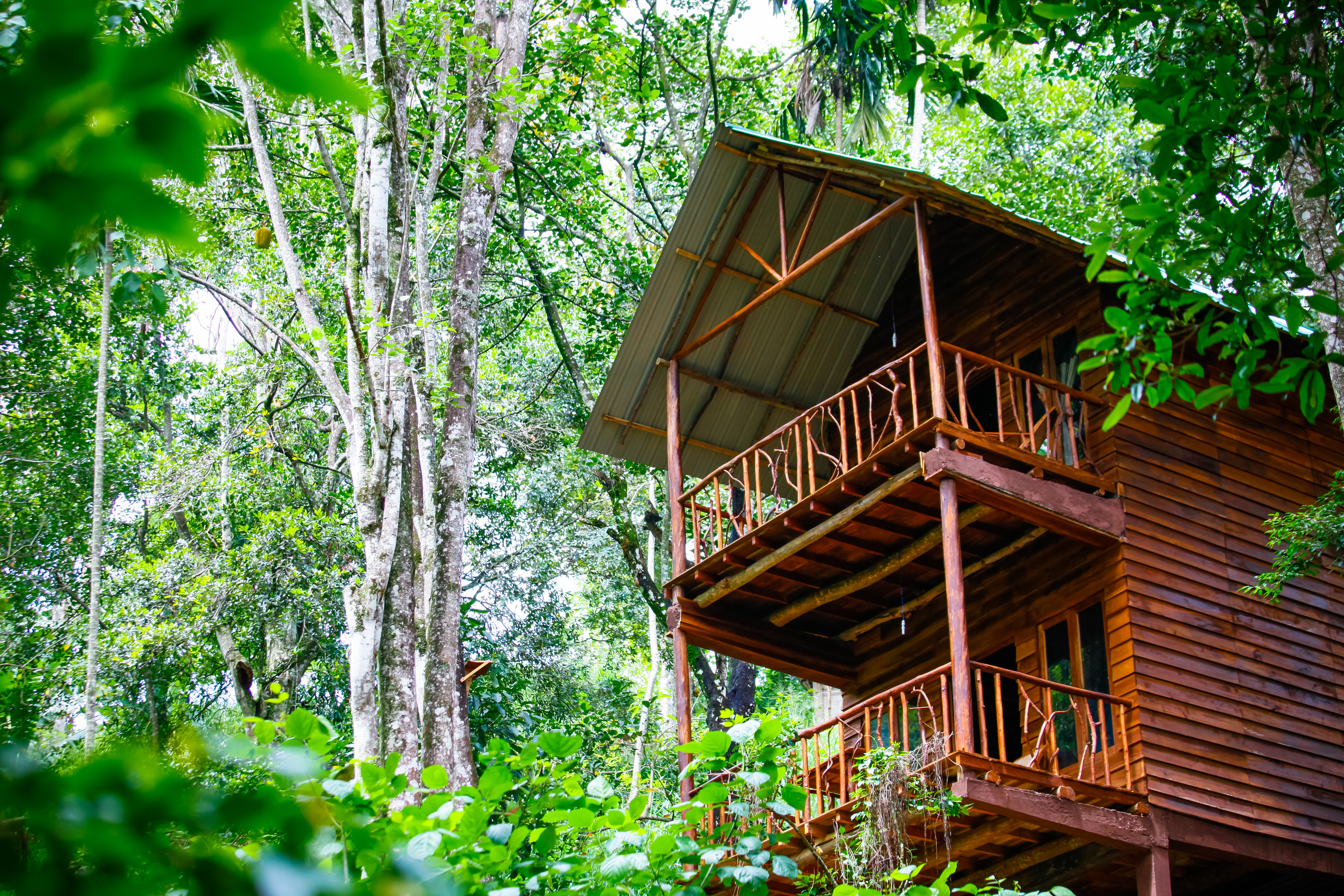 Tree house with Mountain view