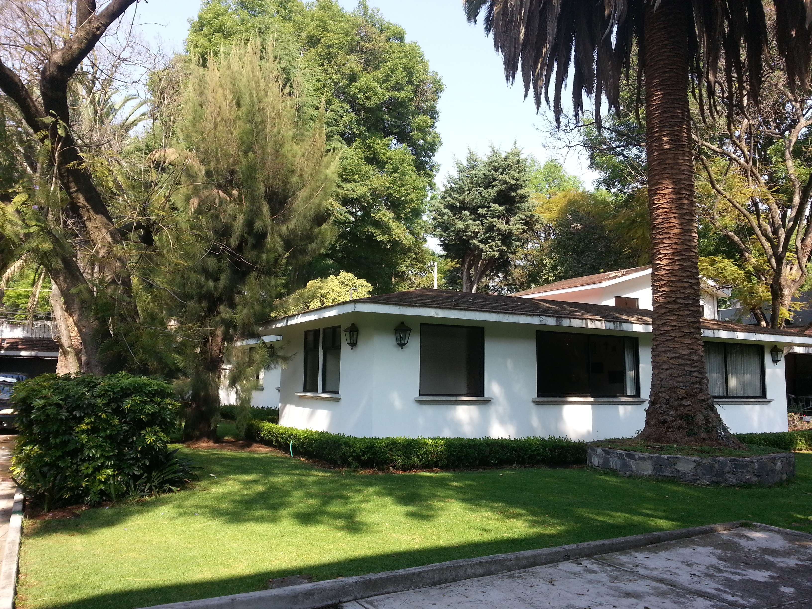 Camelia, Mexico City in Álvaro Obregón, Mexico City