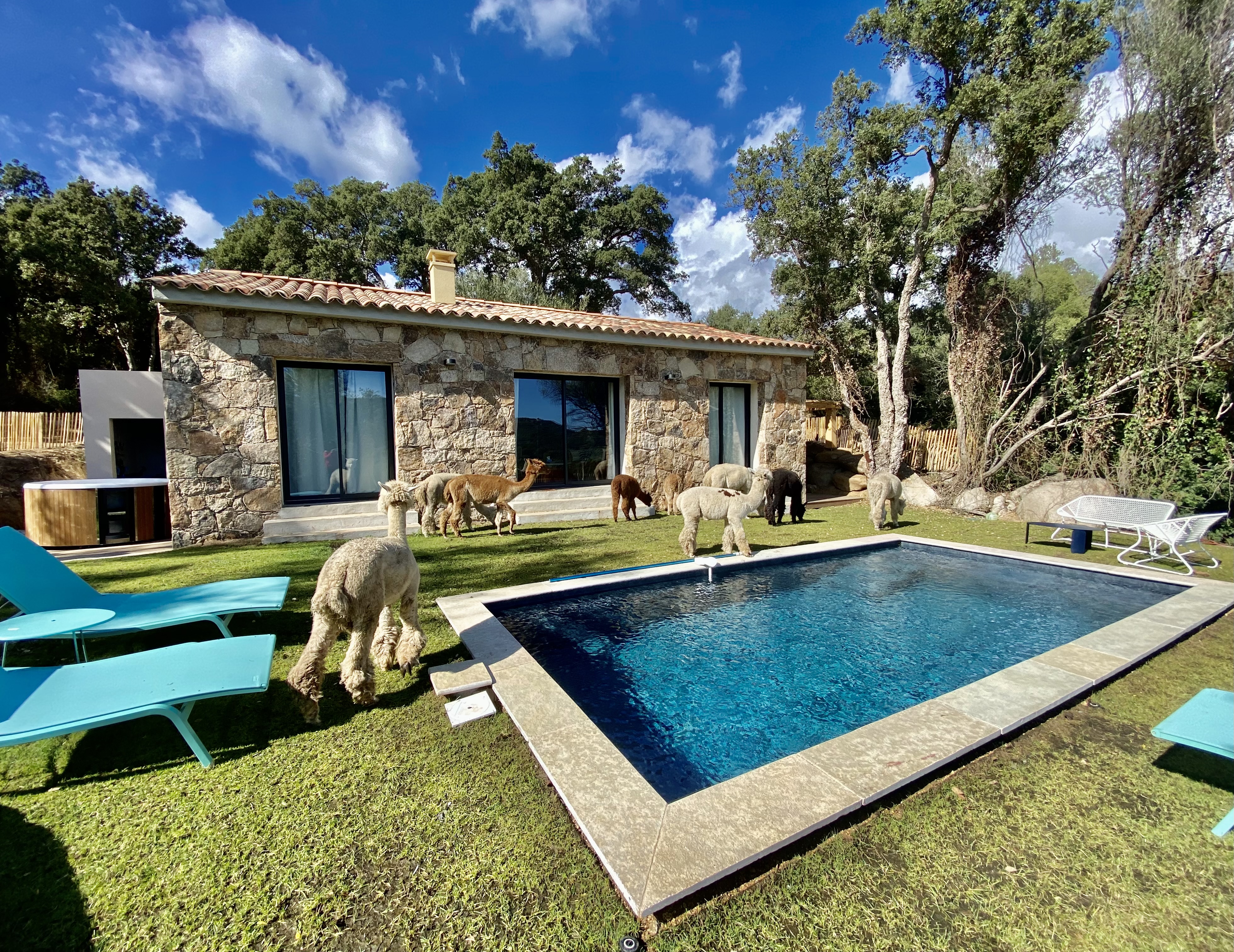 Beautiful sheepfold in the middle of the alpacas 🦙