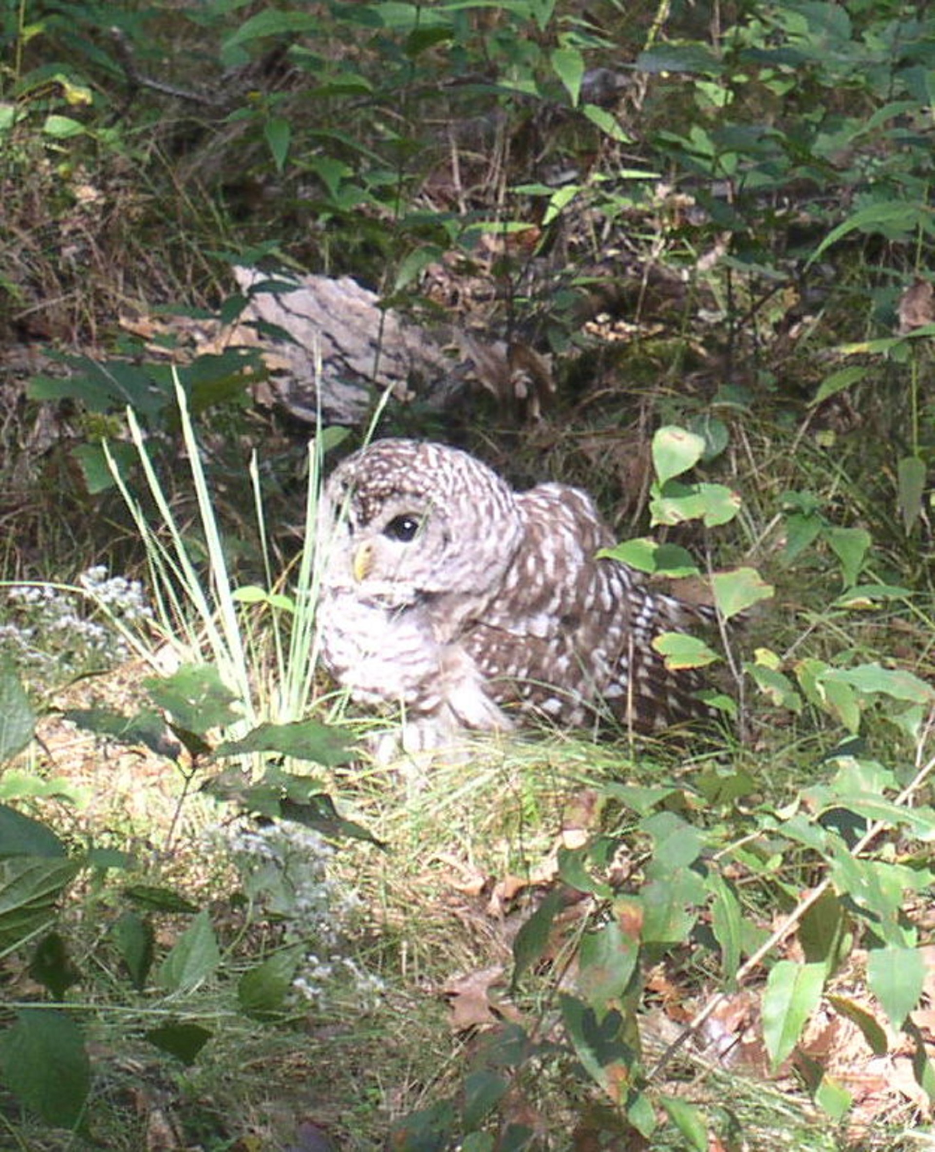 Rustic cabin retreat Cabins for Rent in Friendship, Wisconsin, United
