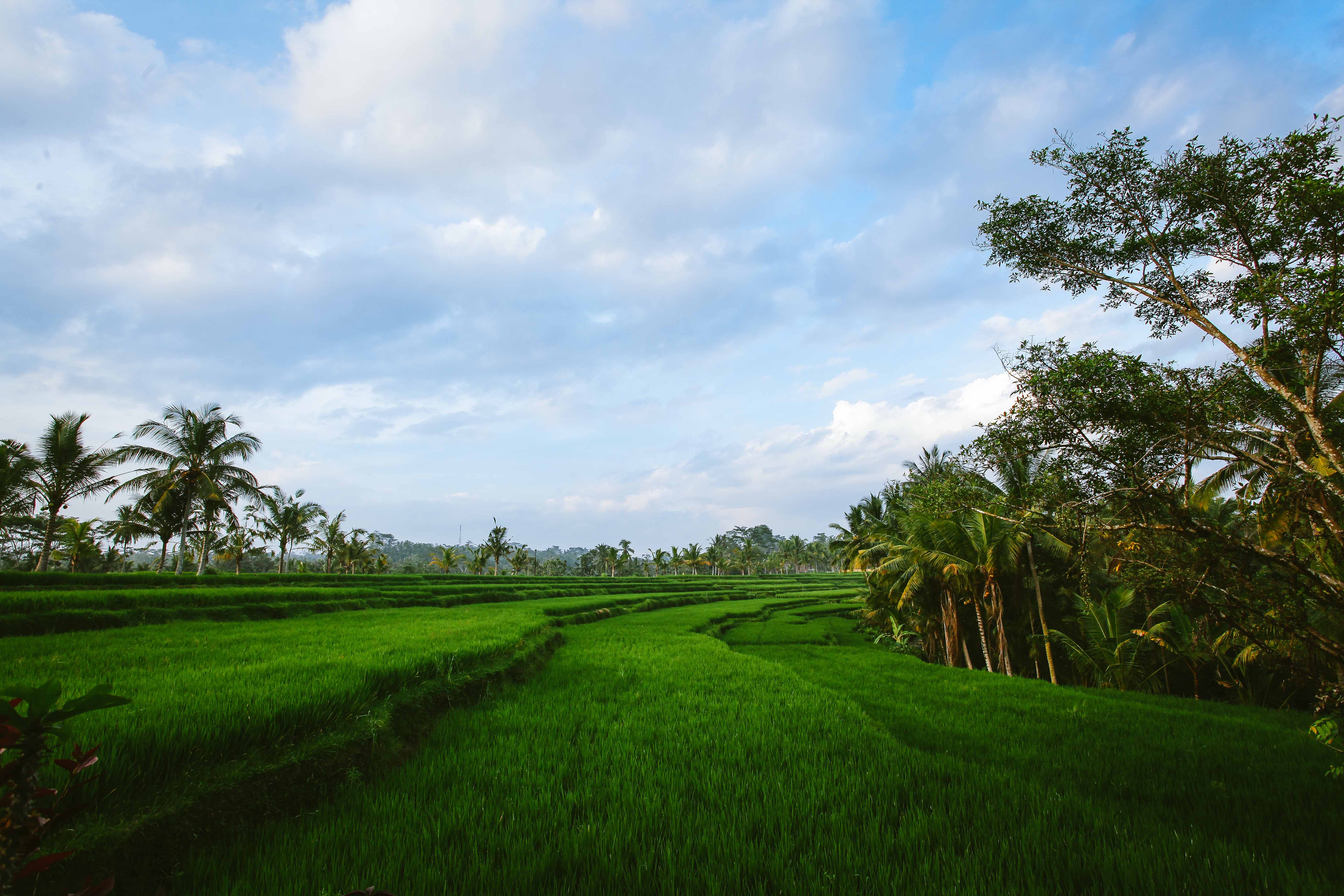Rumah Capung Ubud Full Resort (3 Villas) Villas for Rent in Ubud