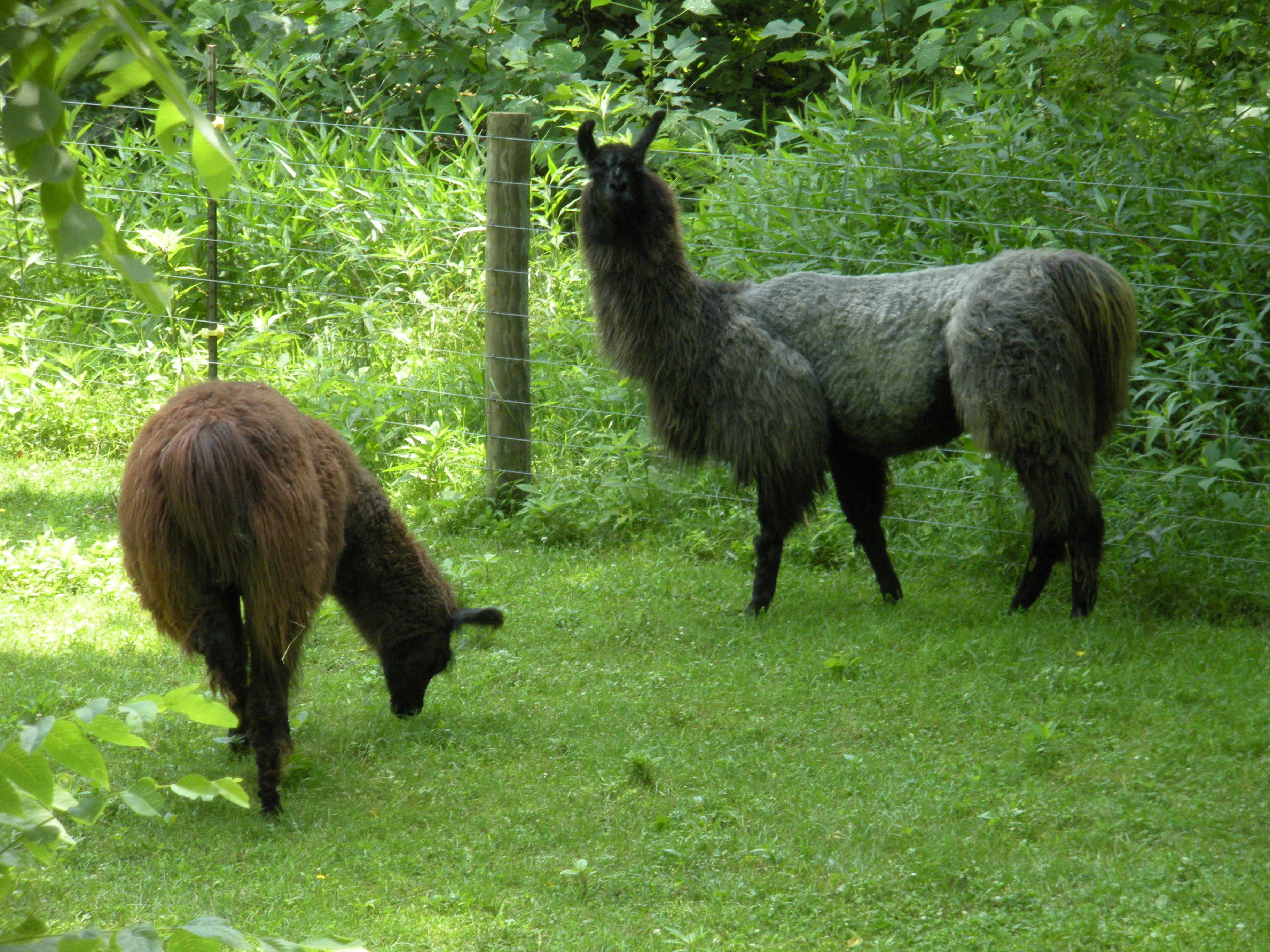 Wildwood Inn and Llama Farm 1---Sassafrass Suite