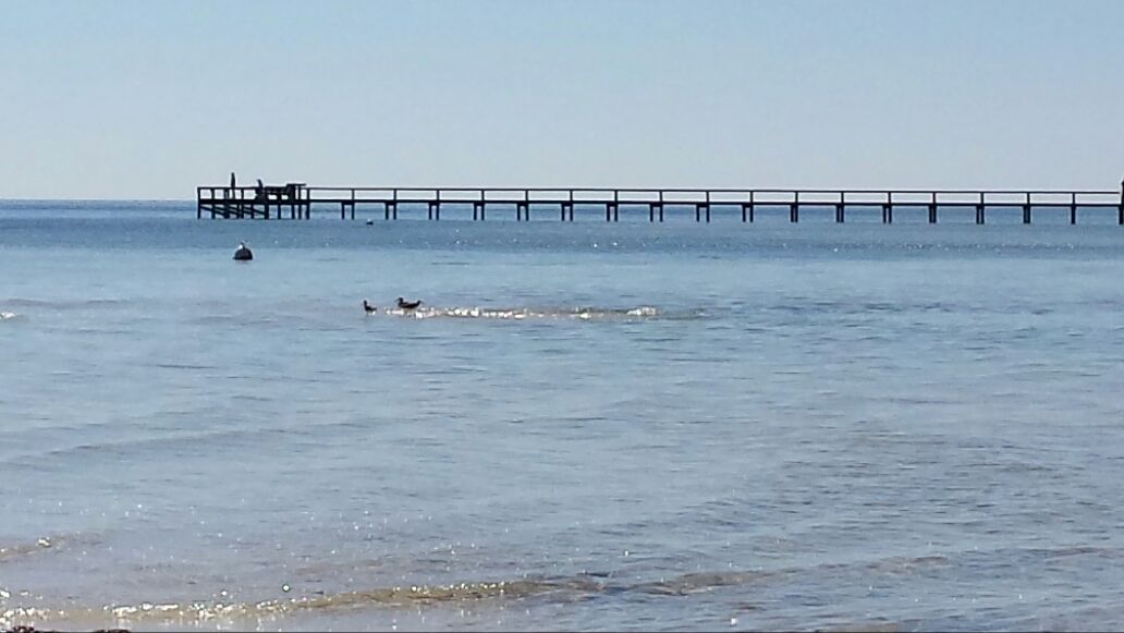 Comfy cottage on private beach Cottages for Rent in Sopchoppy