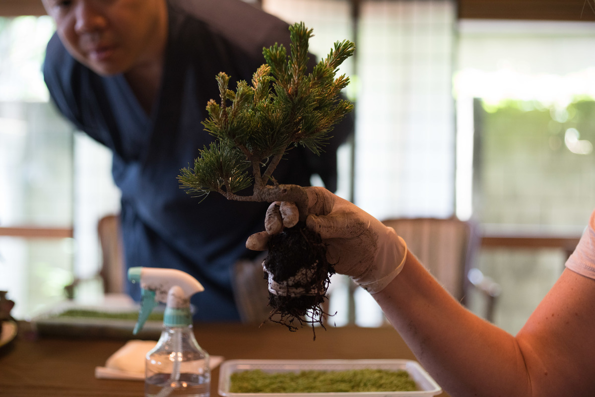 Craft bonsai with a flower arranger Airbnb