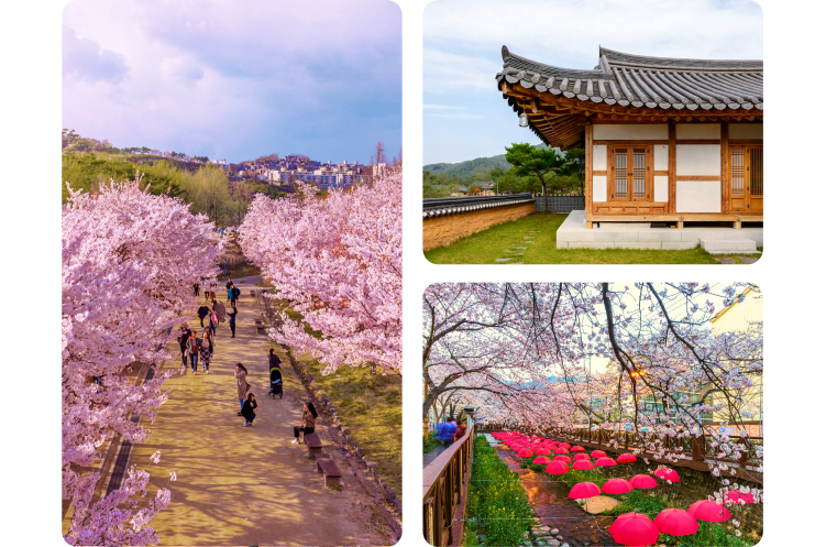 Kolase tiga foto musim beot-kkot di Korea. Di sisi kiri, orang-orang berjalan sambil mengambil foto di bawah jalan yang dinaungi pohon-pohon bunga sakura yang mekar. Di sisi kanan atas, rumput hijau terawat dan jalur batu mengelilingi rumah hanok dengan detail kayu dan atapnya yang melengkung. Di sisi kanan bawah, deretan payung merah digantung di atas jalur batu gelap, dengan juntaian bunga sakura dari atas.