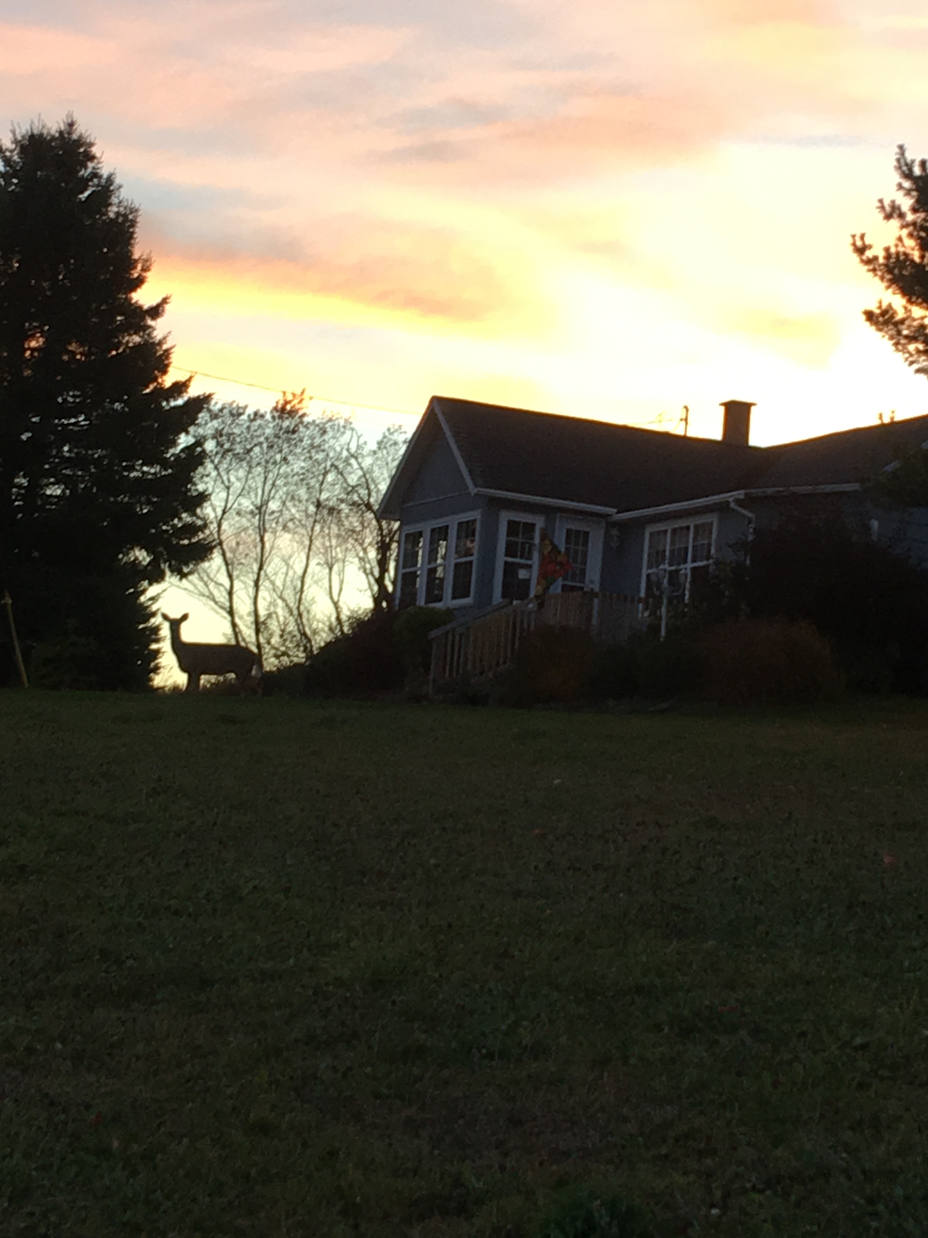 Lyons Brook Harbour View Cottage Cottages for Rent in Pictou, Nova Scotia, Canada Airbnb