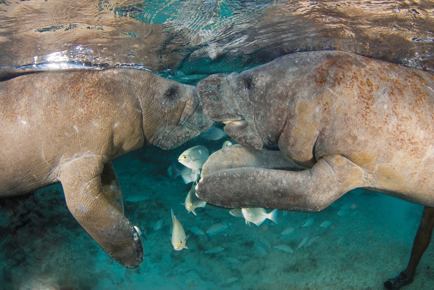 1BR on the Main Marina, by Dolphins and Golf Area. - Departamentos en renta en Puerto Aventuras, Quintana Roo, México