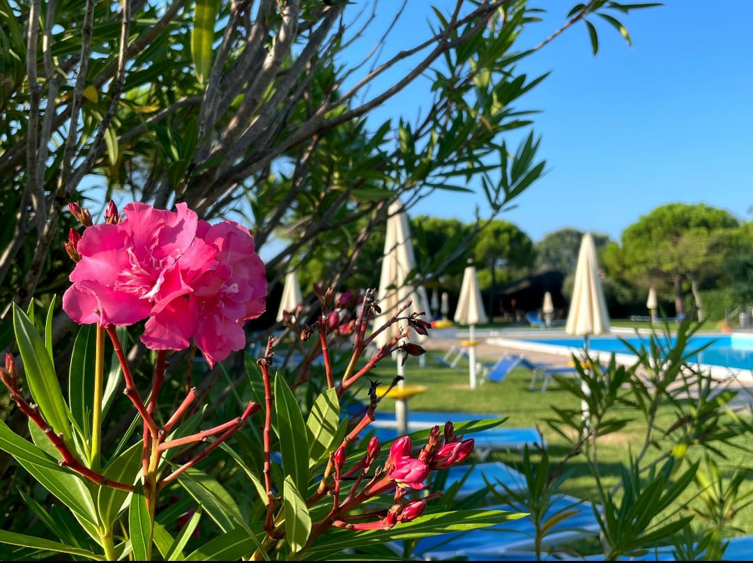 Calilla Home - Maestrale app