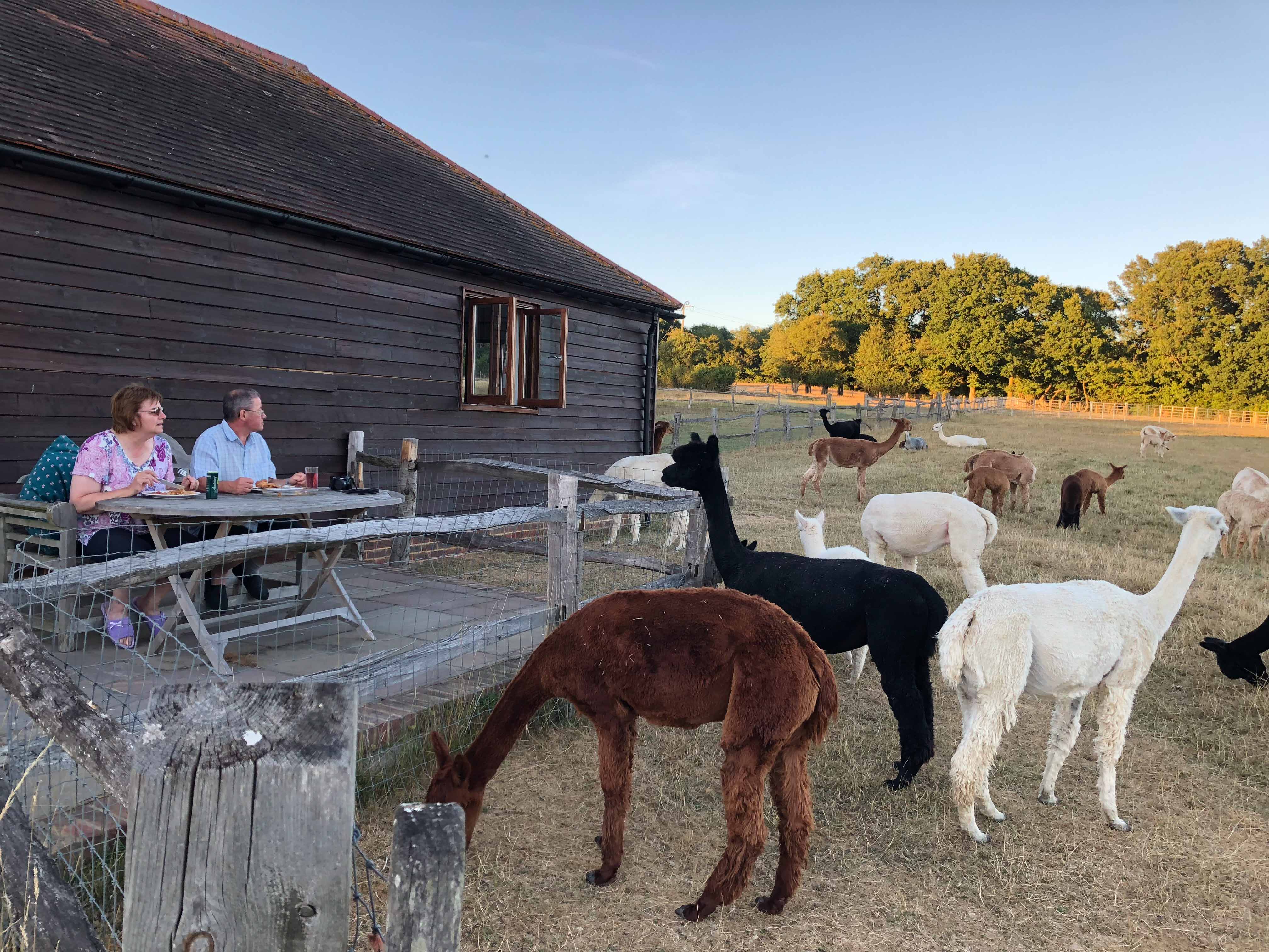 The Lodge at Spring Farm Alpacas Farm stays for Rent in East Sussex