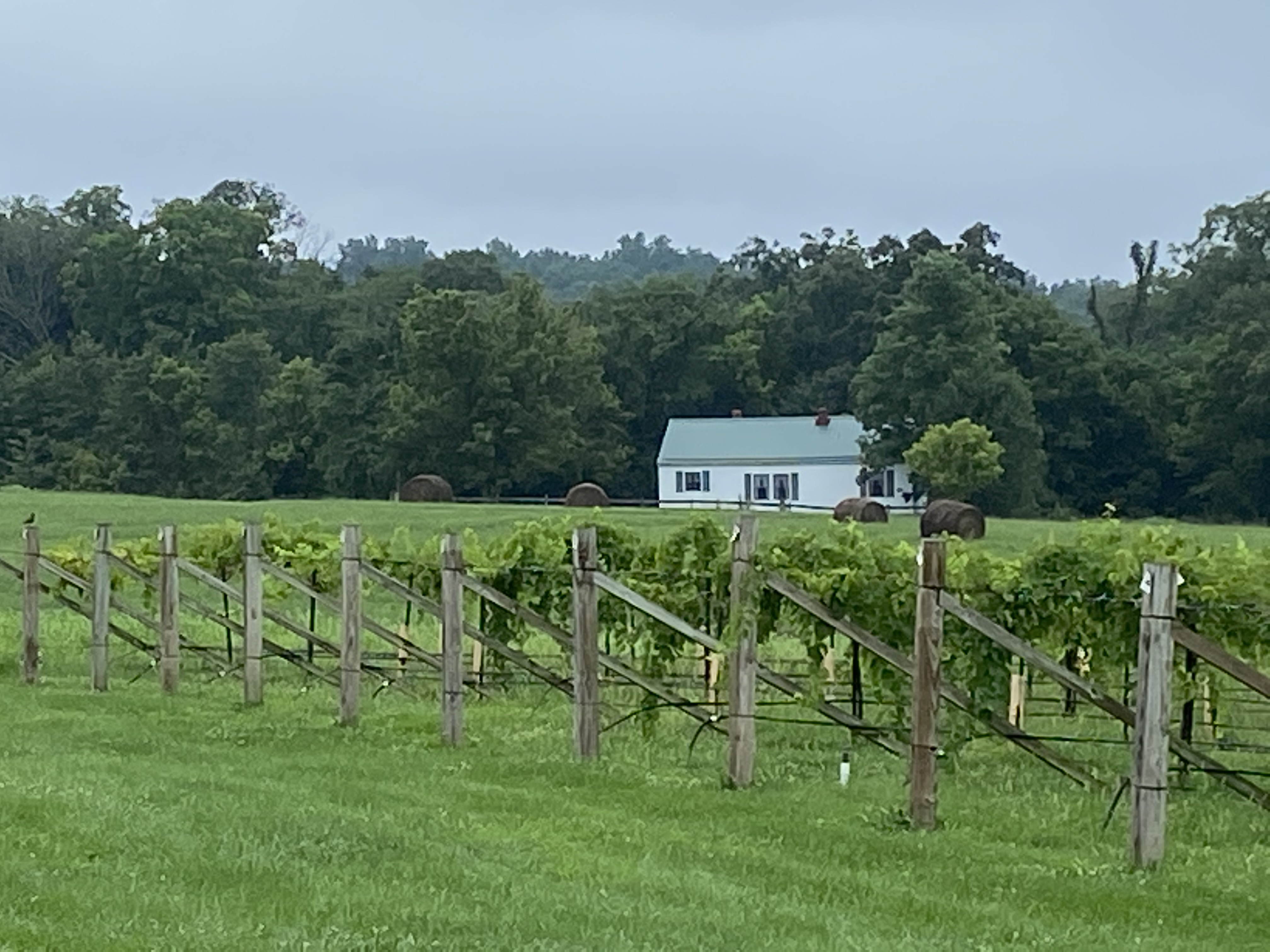 Vineyard Cottage at EdgClif Winery Farm stays for Rent in Potosi