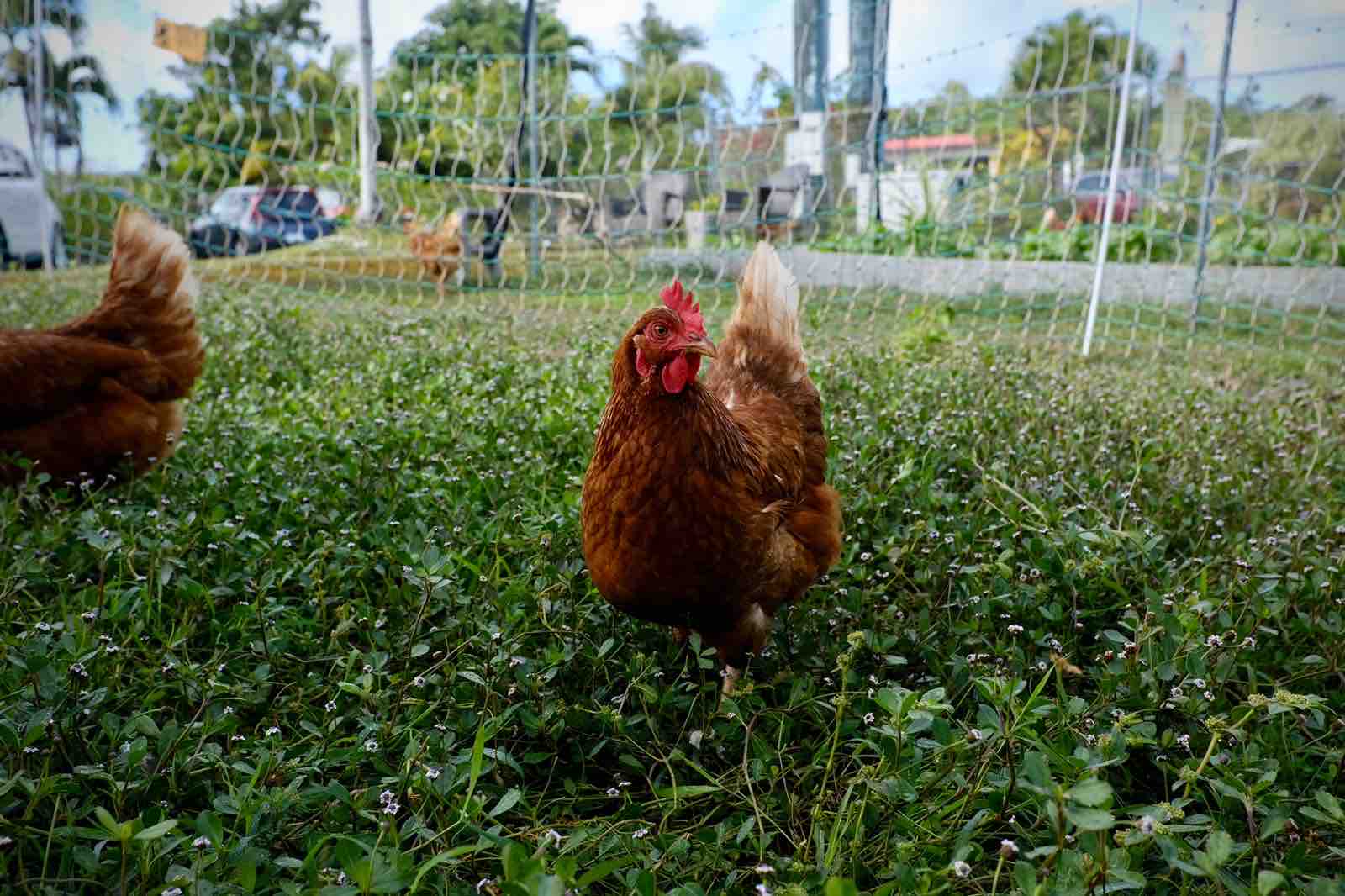 *Backyard Farm, Kid Friendly, Peaceful*