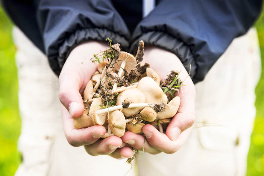 Mushroom Foraging Airbnb