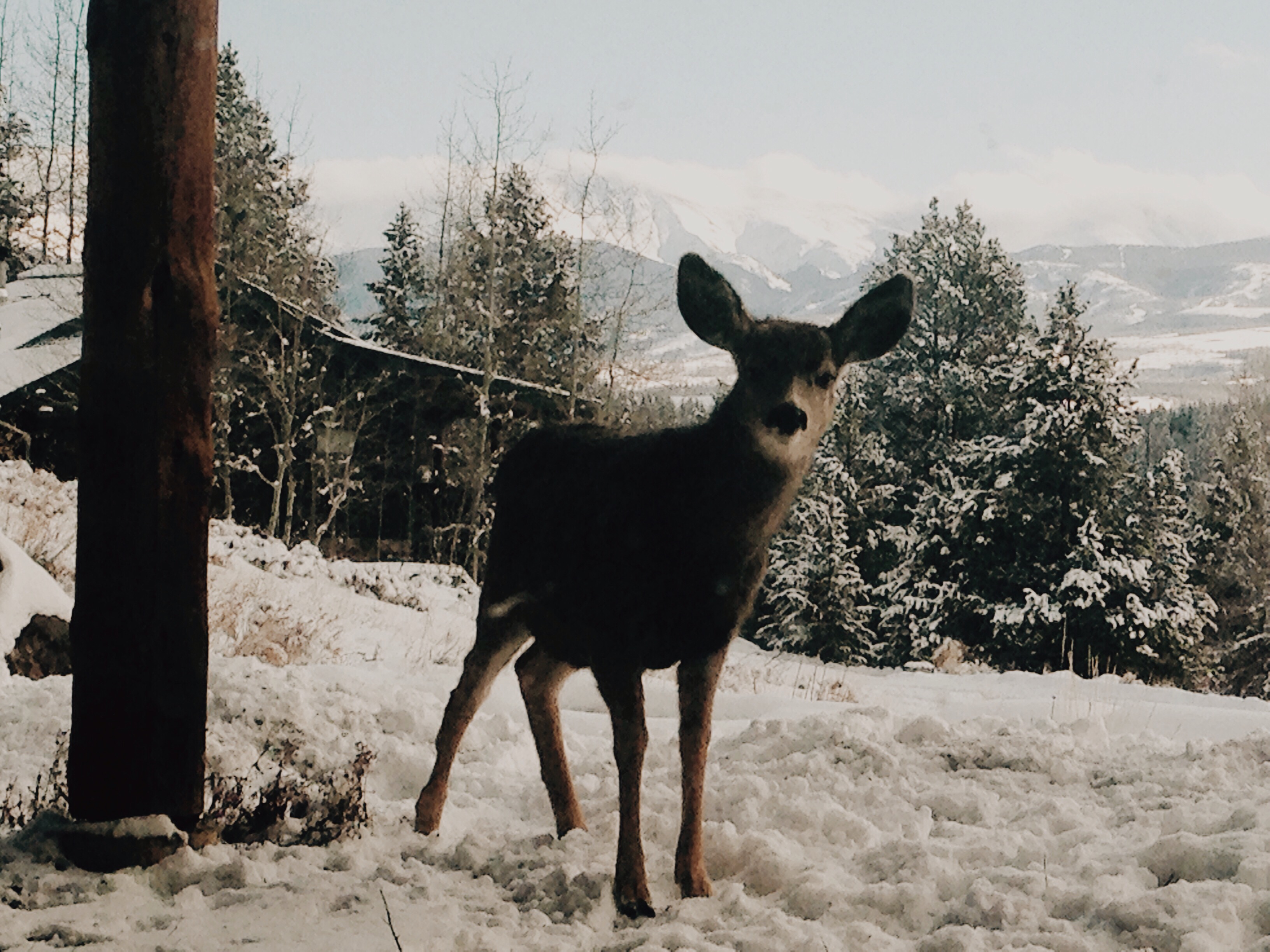 Cozy Austrian Style Apartment Apartments for Rent in Tabernash