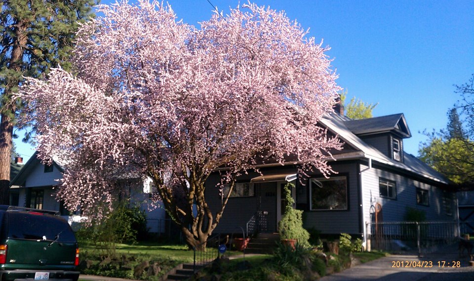 Charming Perry District Home Houses for Rent in Spokane, Washington