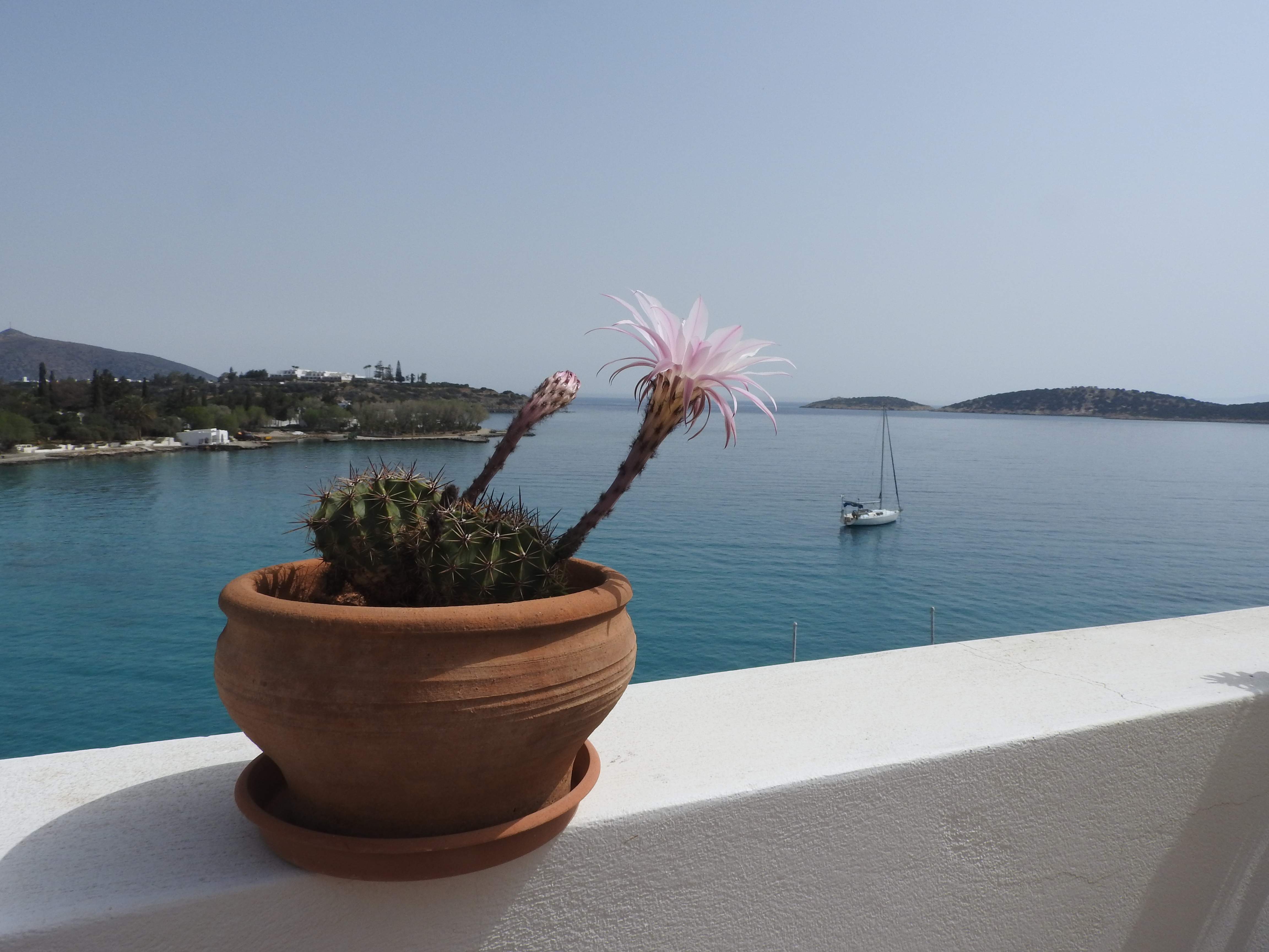 Aloe Seafront Terrace