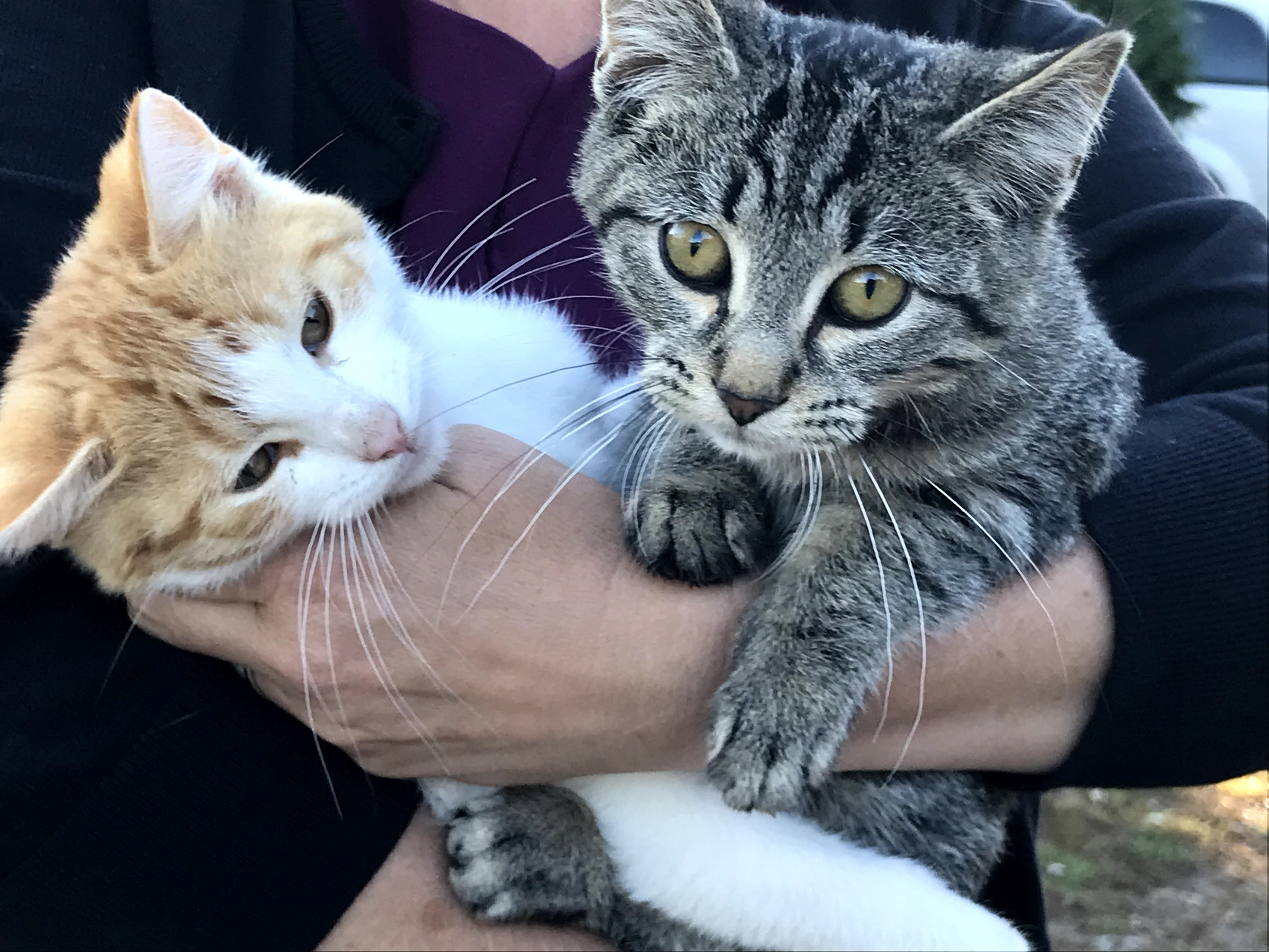 Cozy Camper at Circle M Market Farm Farm stays for Rent in