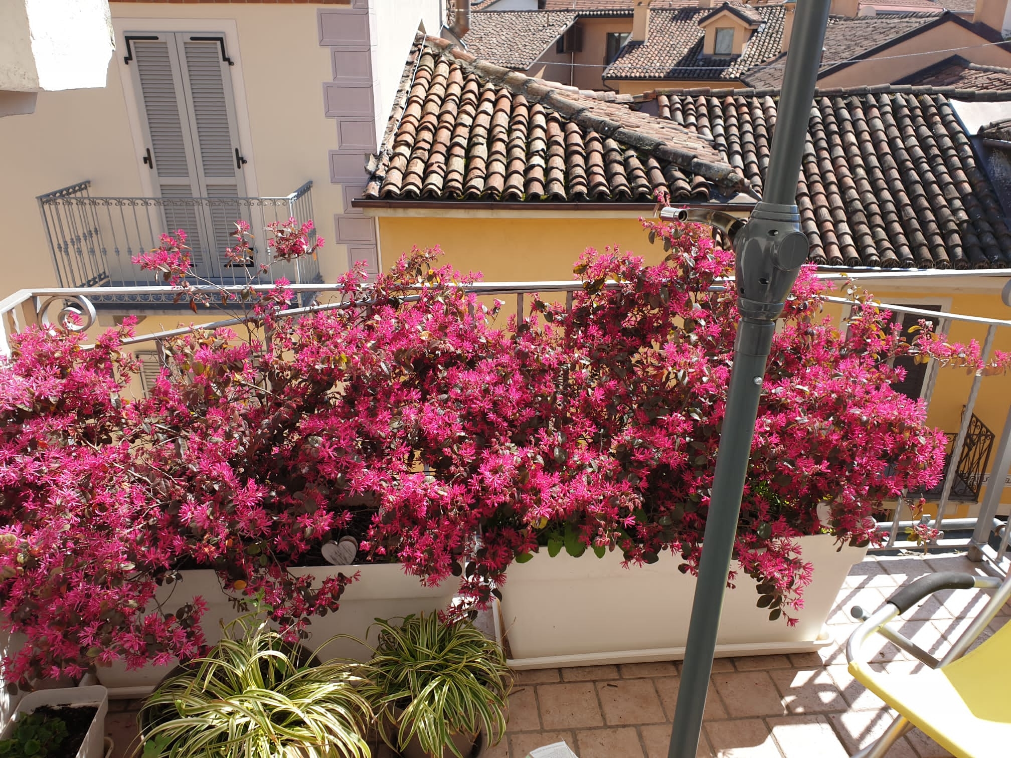 MY lovely tiny house on the rooftops of Alba