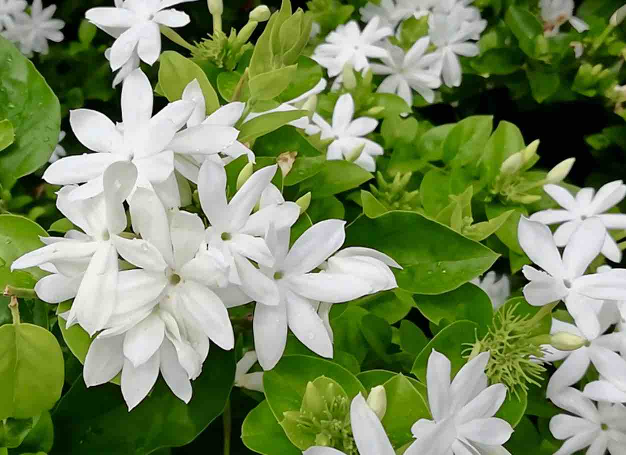 Jasmine at Casa Tre Fiori