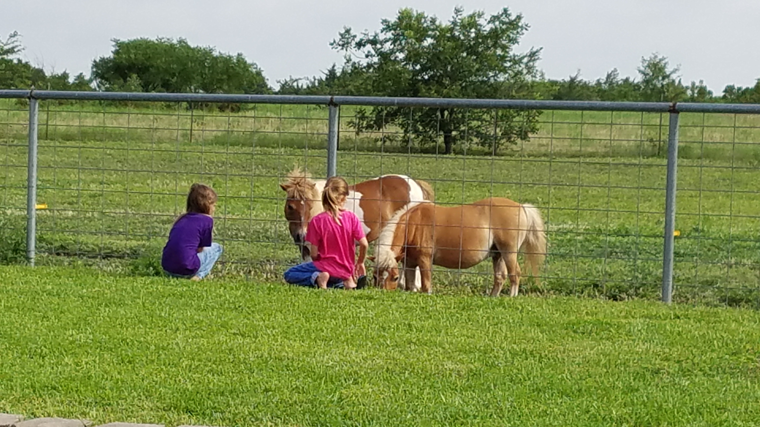 Private Guest House, Mini-Horses, Pool,Staycation