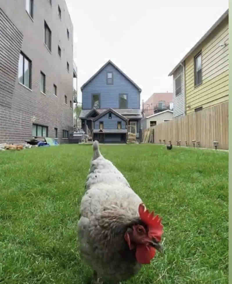 City Chickens Studio in Logan Square, Chicago