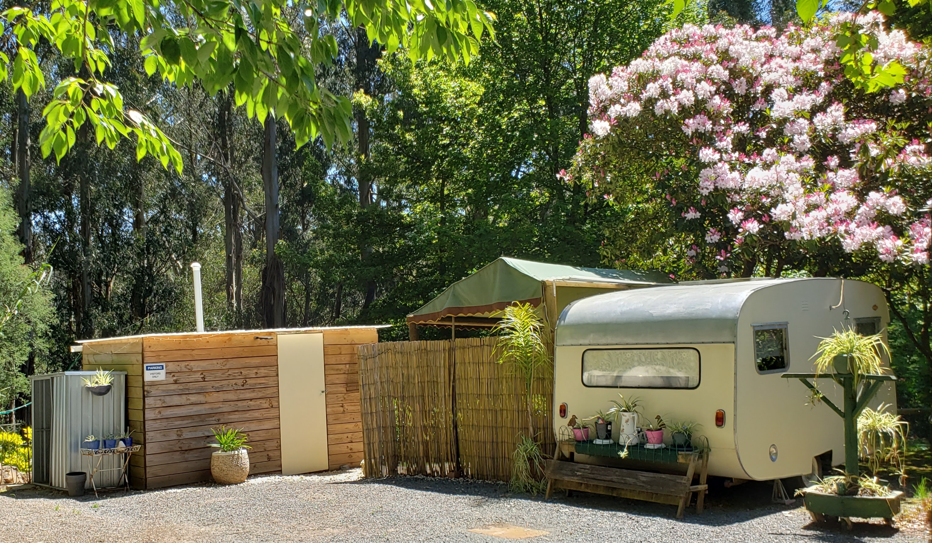 Vintage Caravan, Rainforest & Lyrebirds