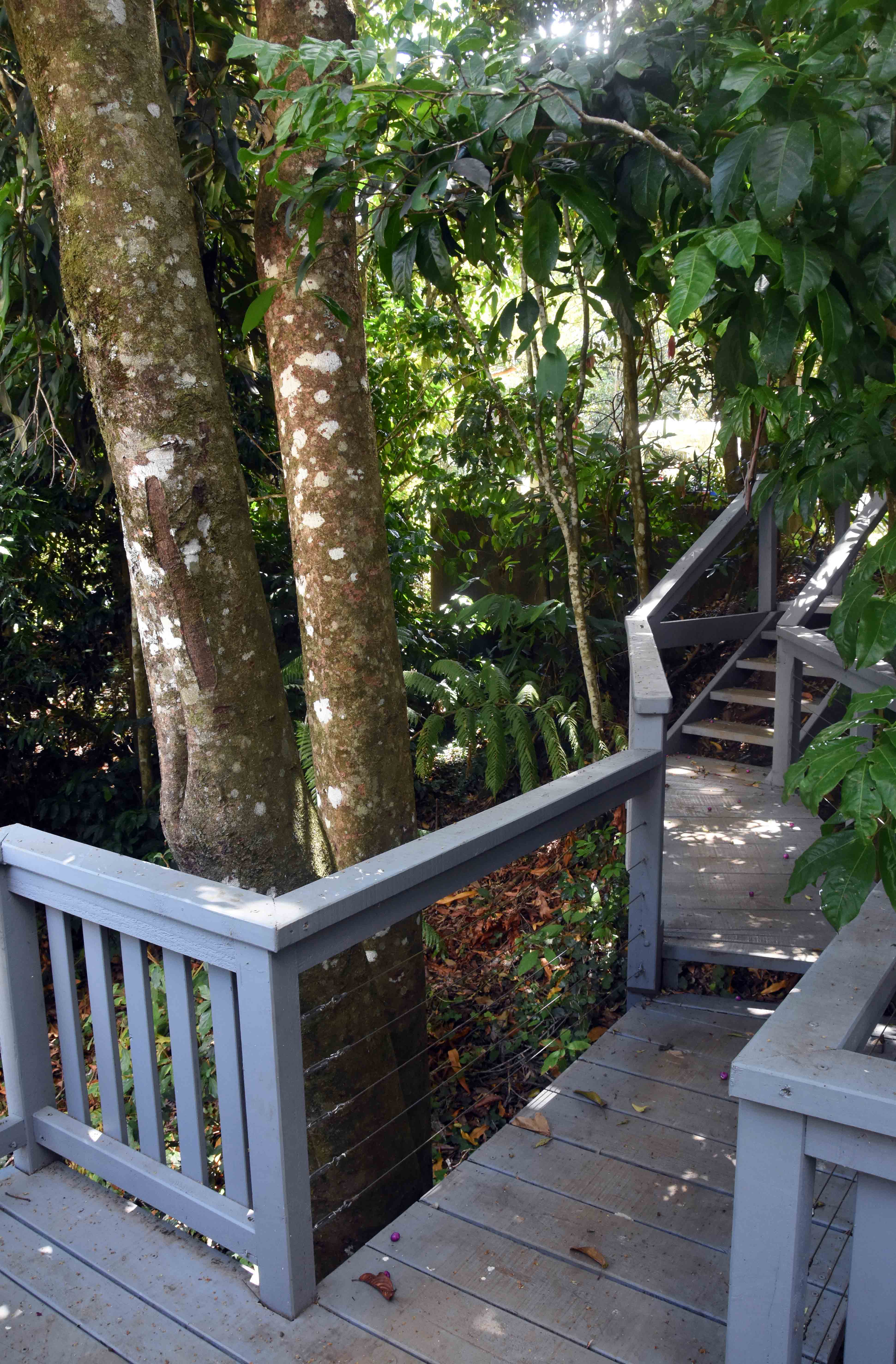 Little Bird Cottage at Tamborine Mountain Cottages for Rent in