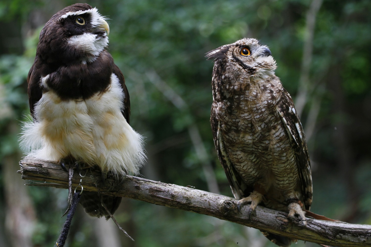 The World of Owls Stay Among 27 owls and 1 high