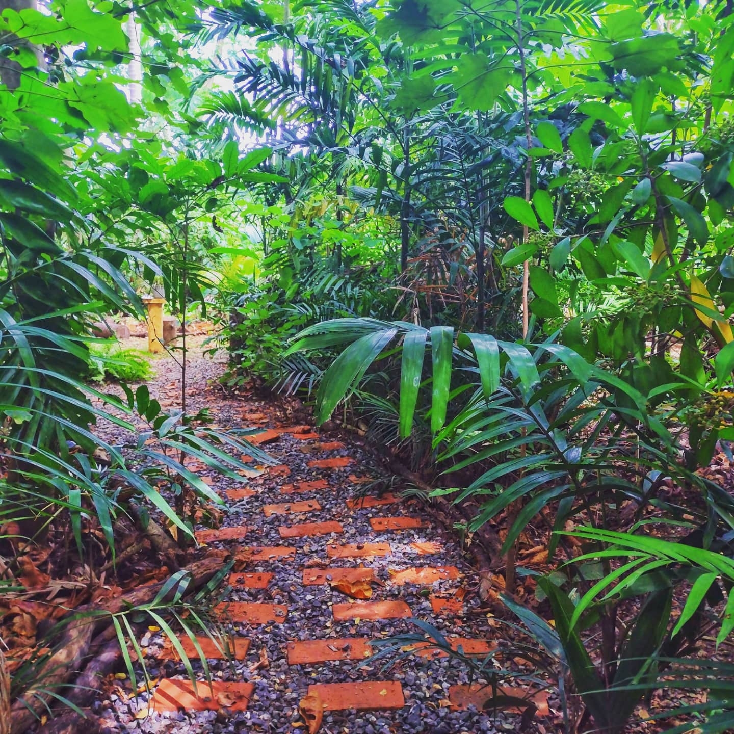 Estudio Caribeño:Pool/cacao tour/forest