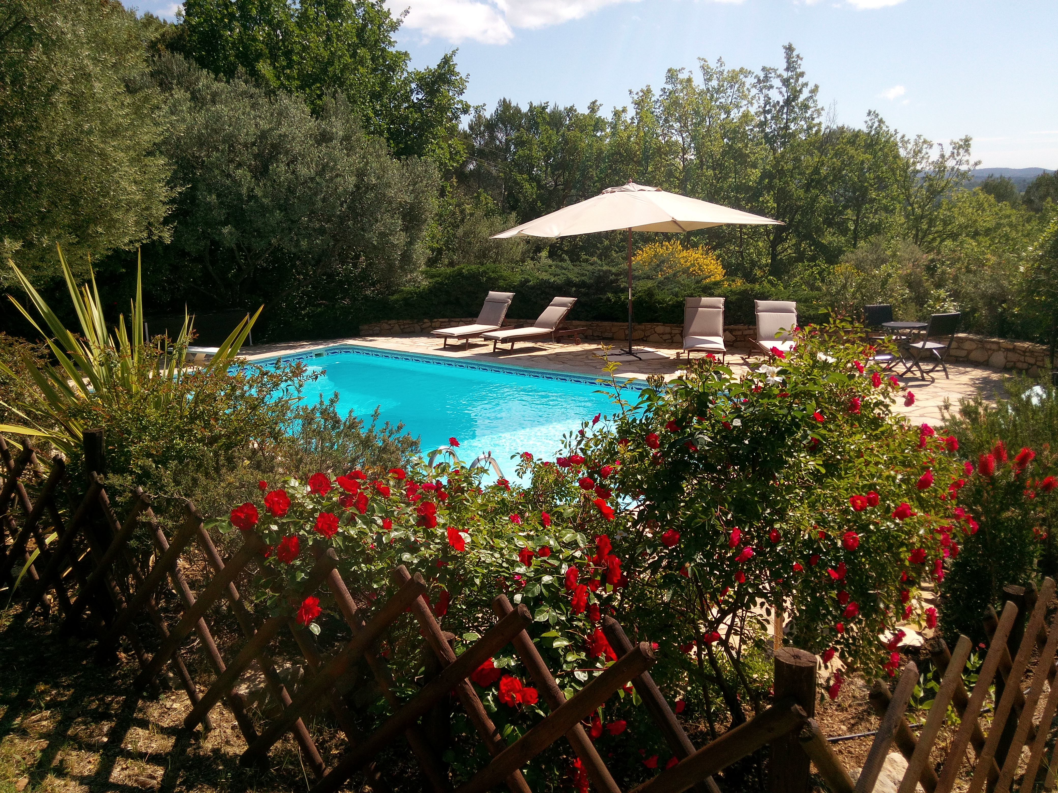OLIVE TREES IN COTIGNAC (VAR)