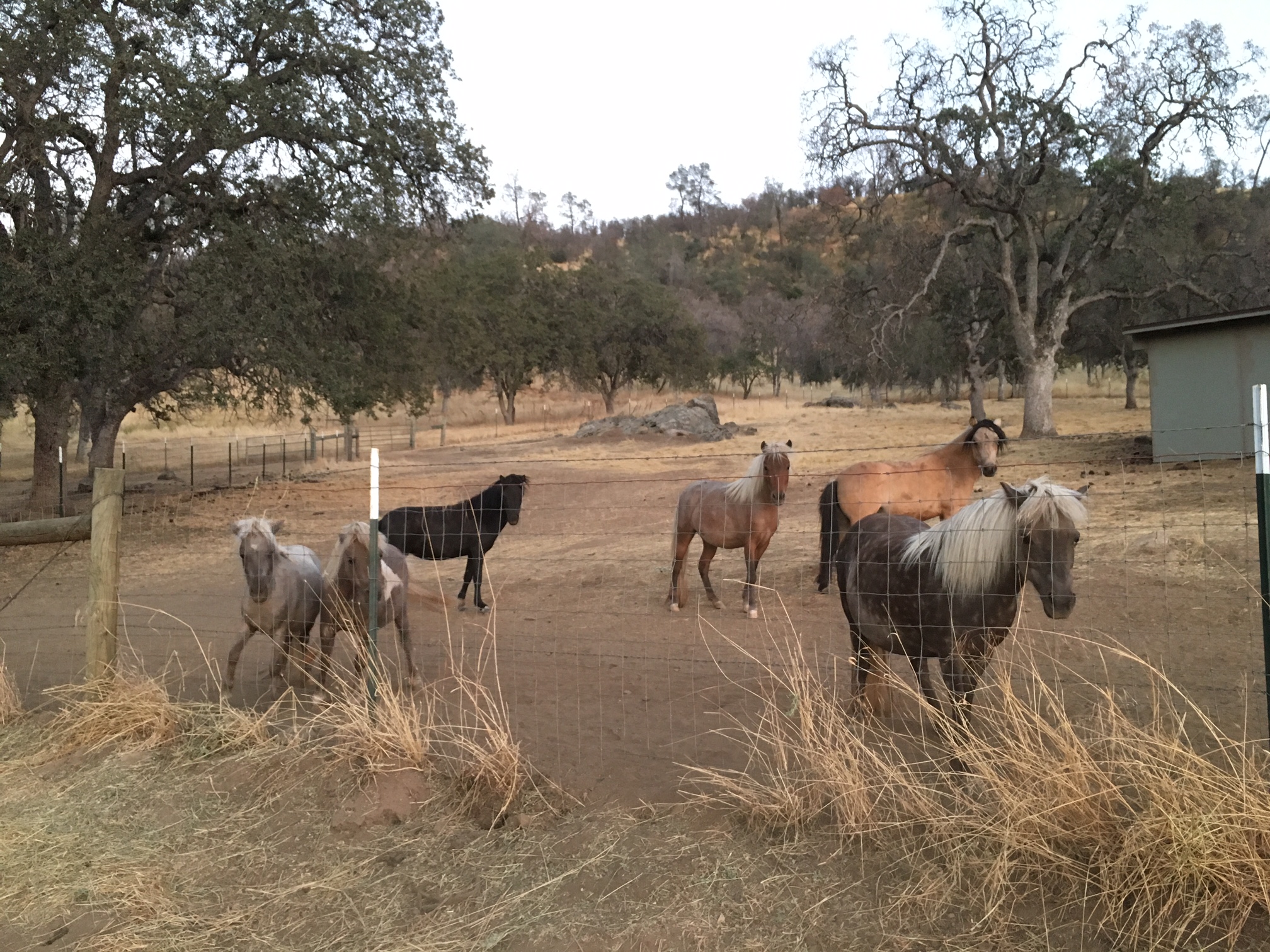 "The 56" Yosemite Foothills Ranch Pet Friendly Farm stays for Rent