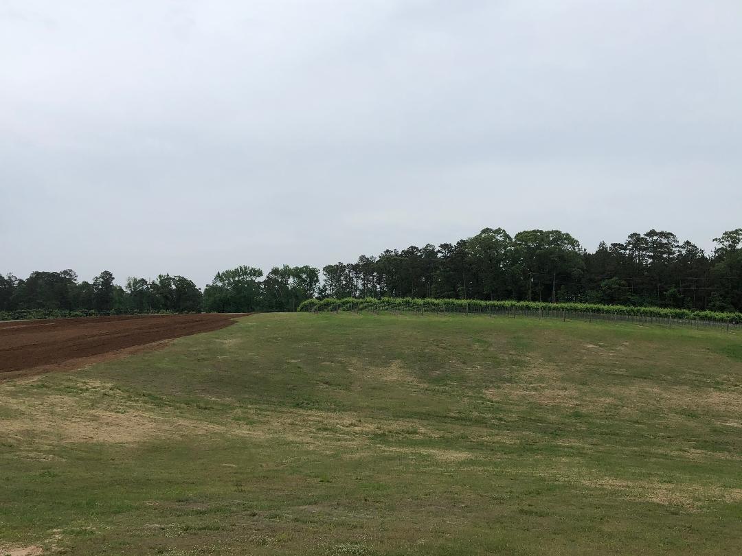 LANDRY VINEYARDS GRAPE ESCAPE Cottage 1 Winery in West Monroe