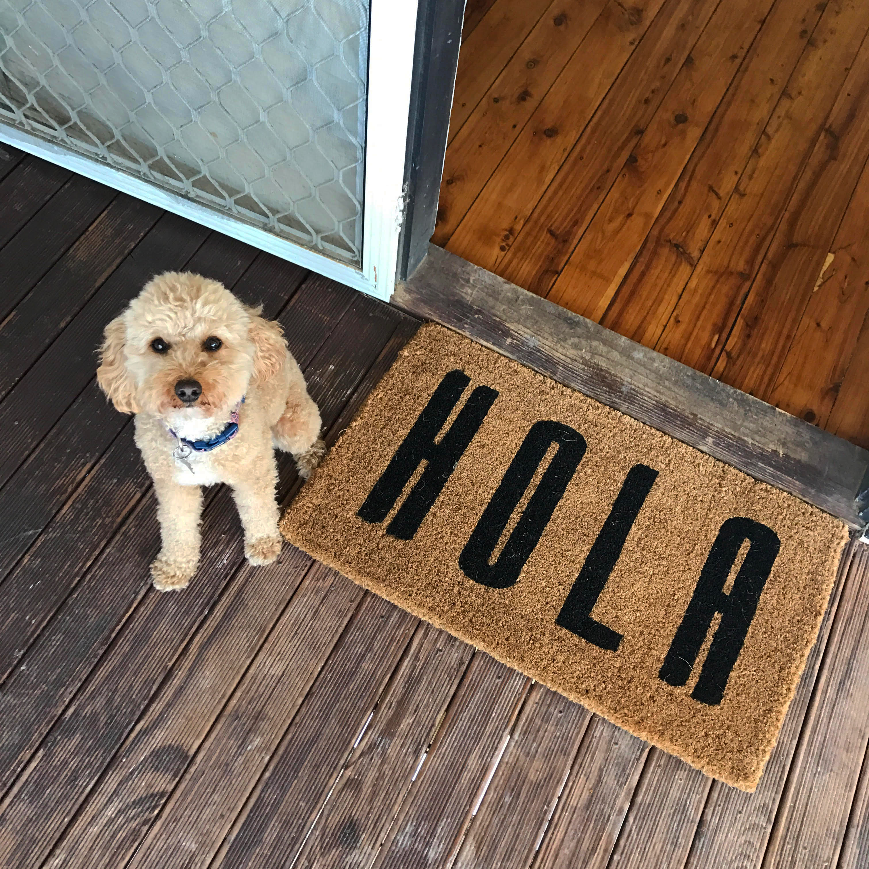 dog friendly holidays for singles